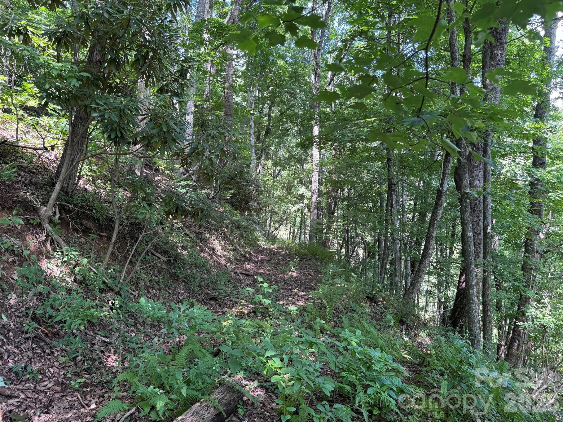 TBD Black Bear Trail - Photo 18