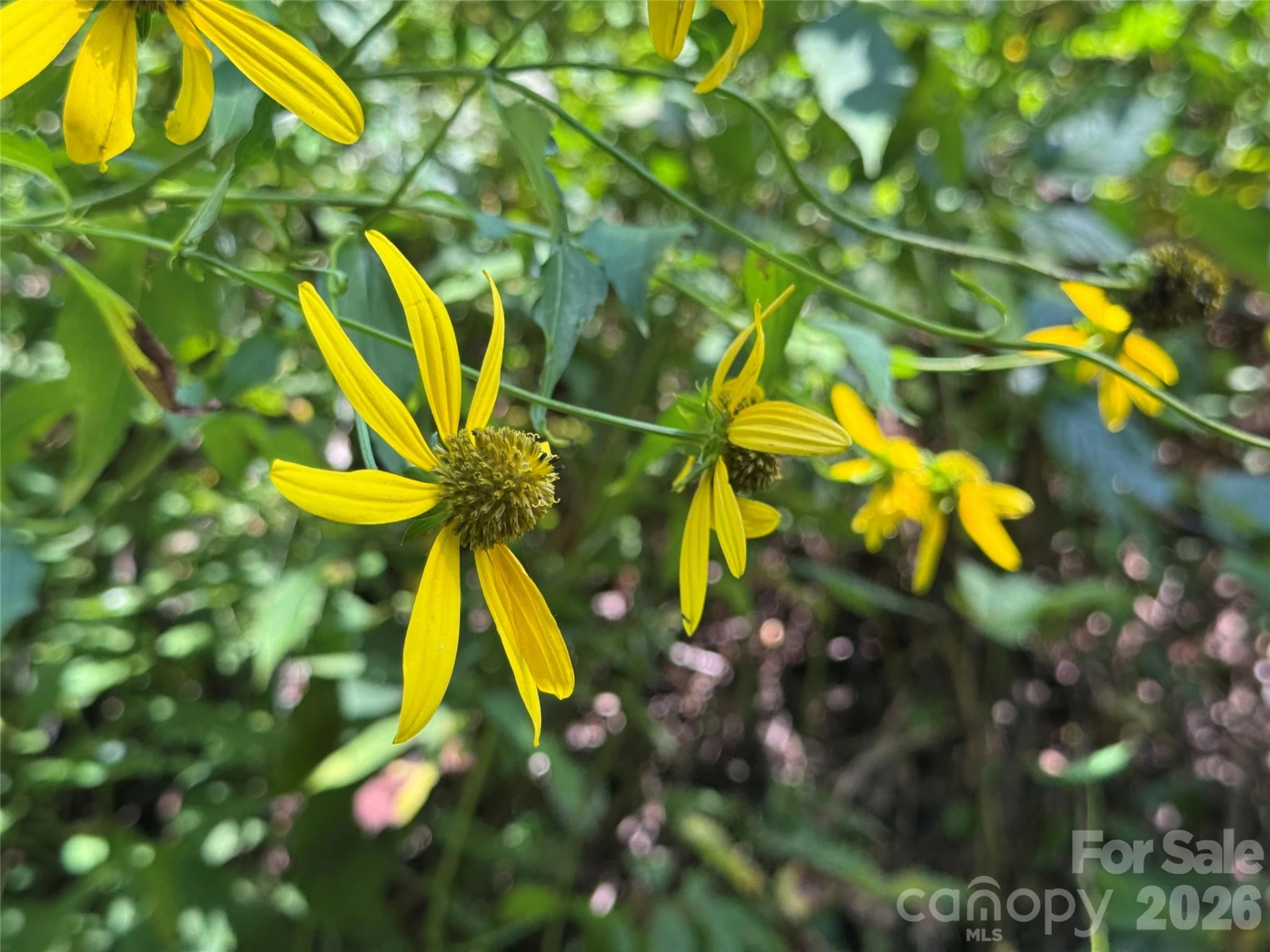 TBD Black Bear Trail - Photo 20