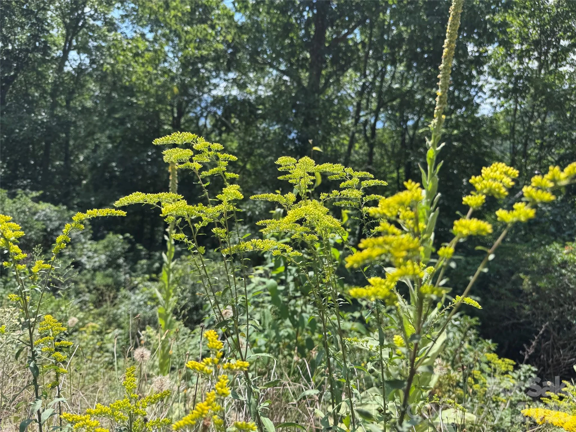 TBD Black Bear Trail - Photo 21