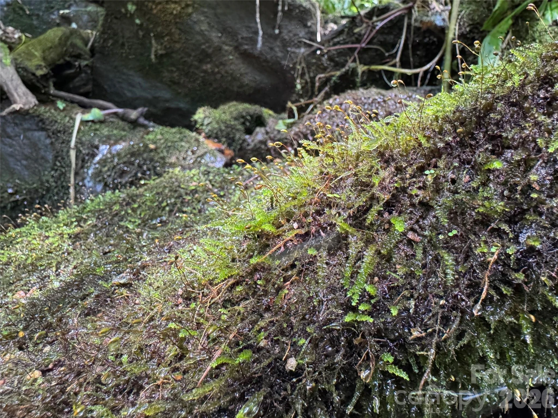 TBD Black Bear Trail - Photo 22