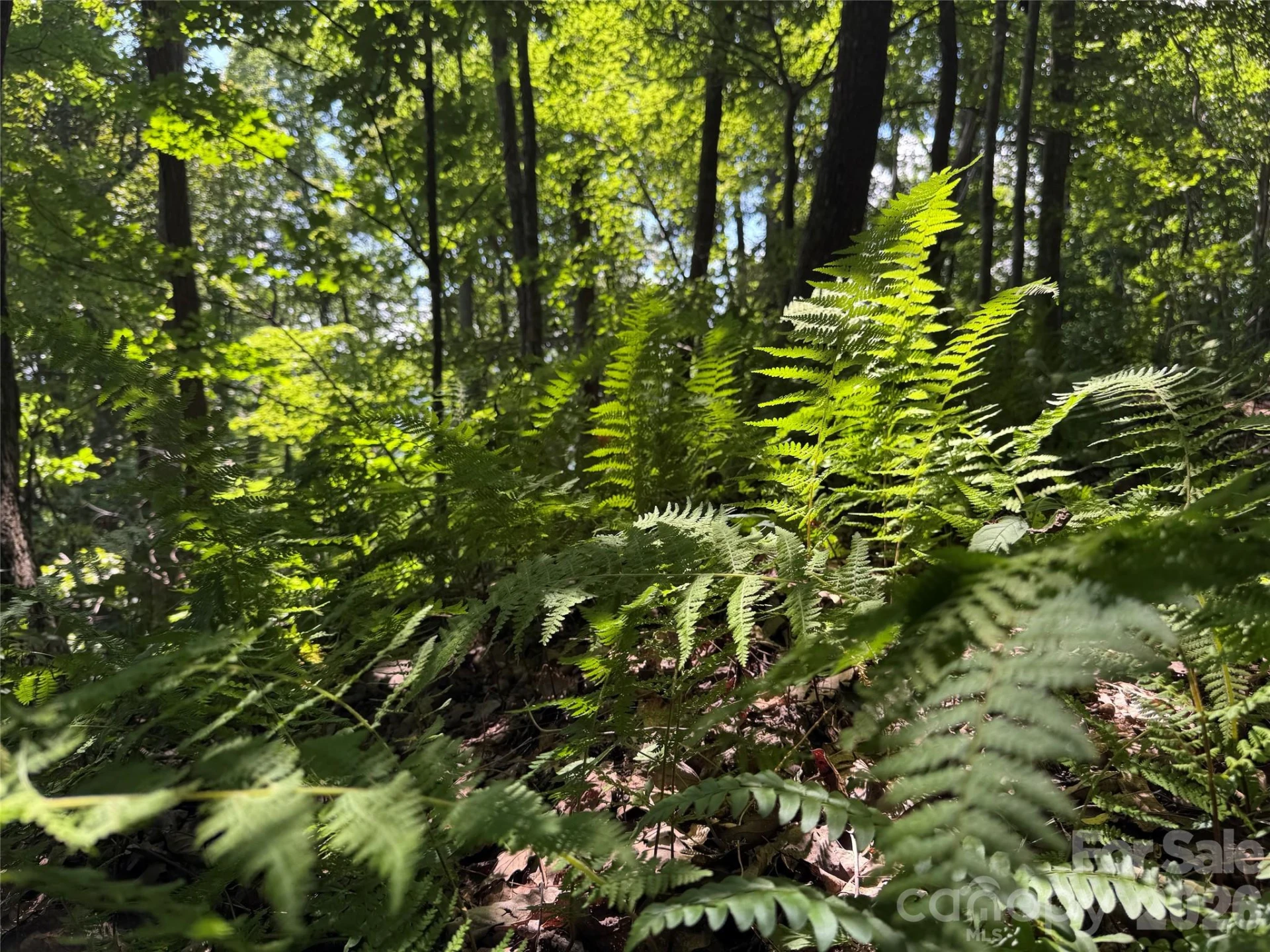 TBD Black Bear Trail - Photo 23