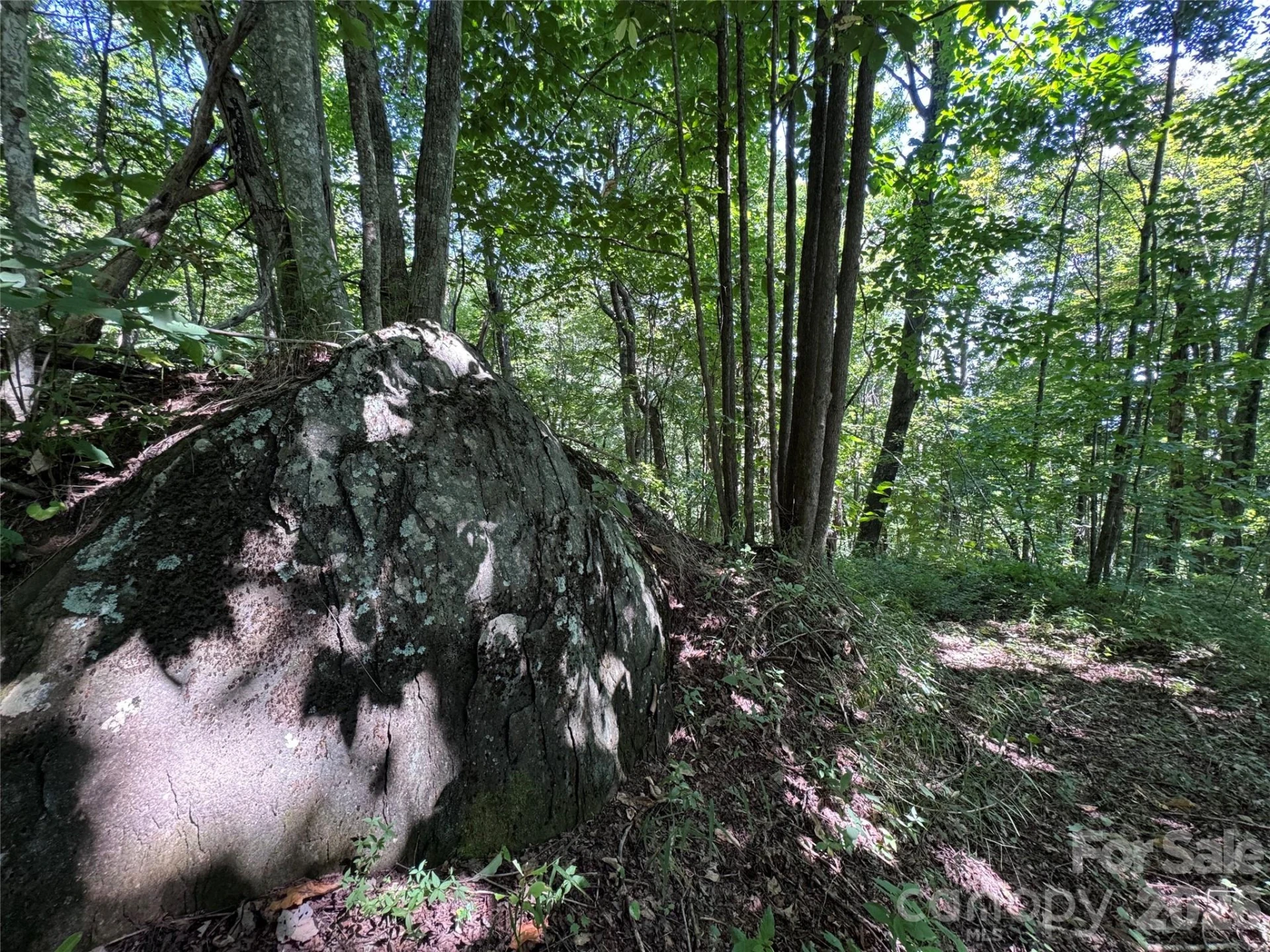 TBD Black Bear Trail - Photo 24