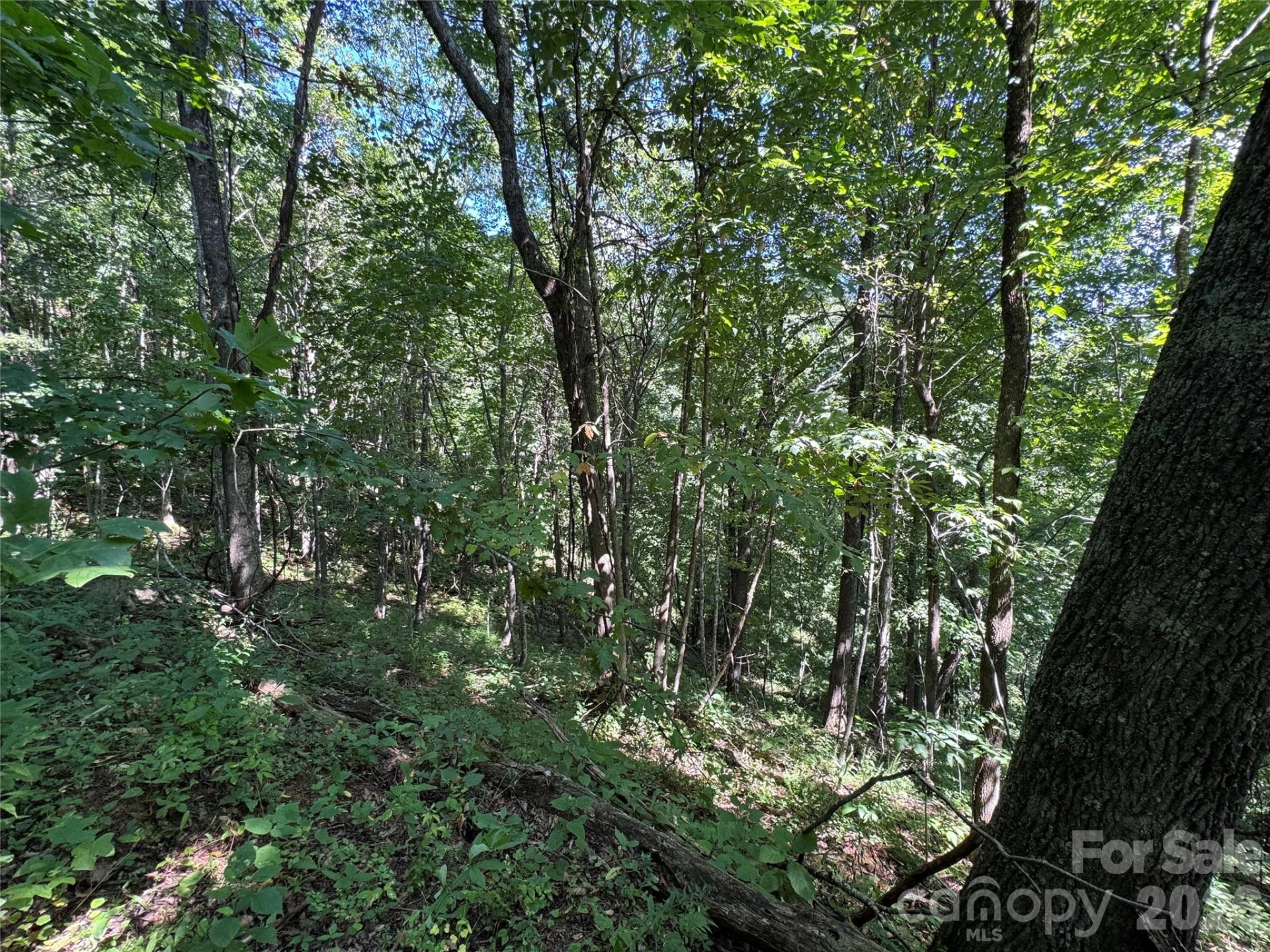 TBD Black Bear Trail - Photo 31