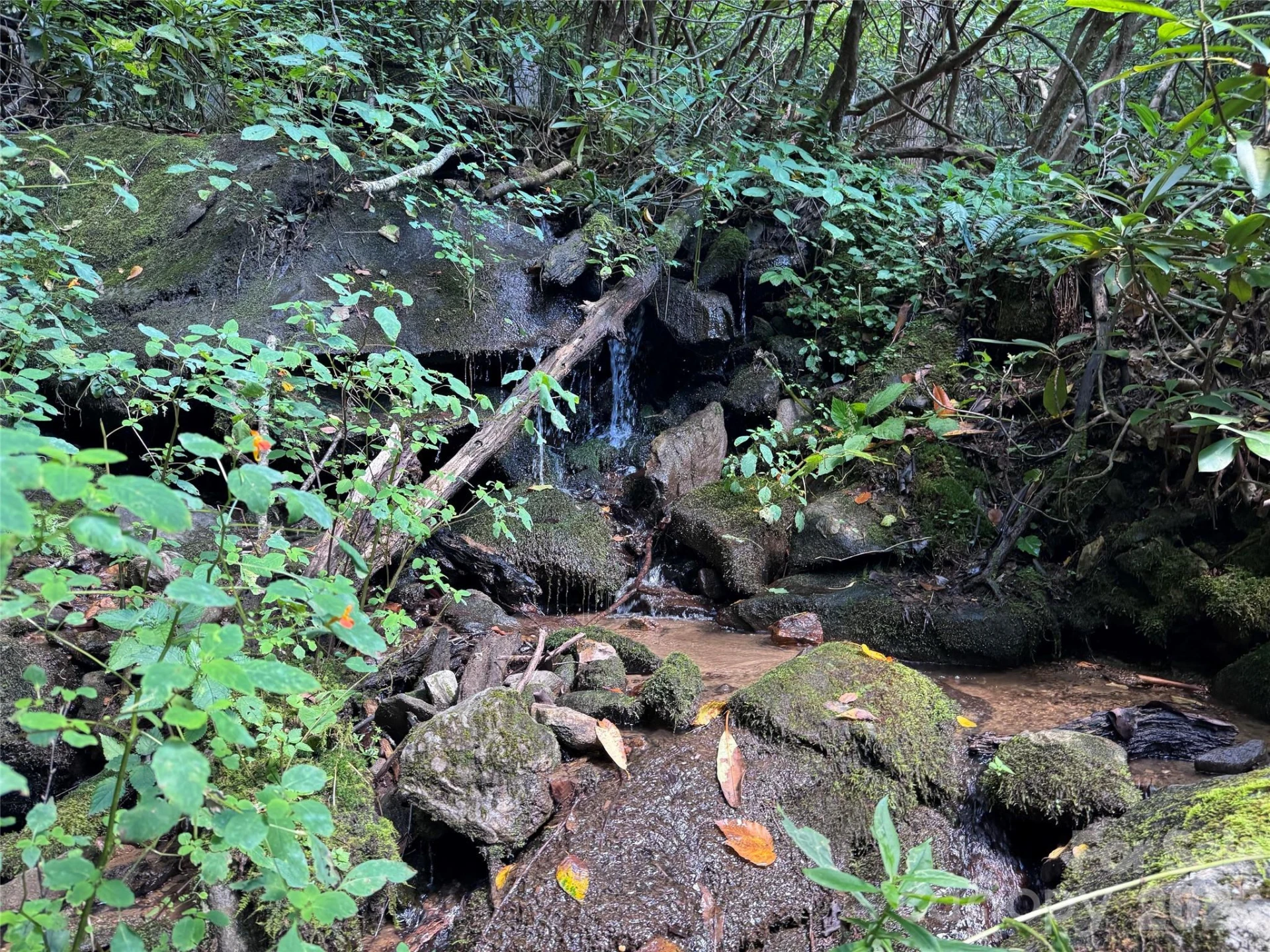 TBD Black Bear Trail - Photo 32