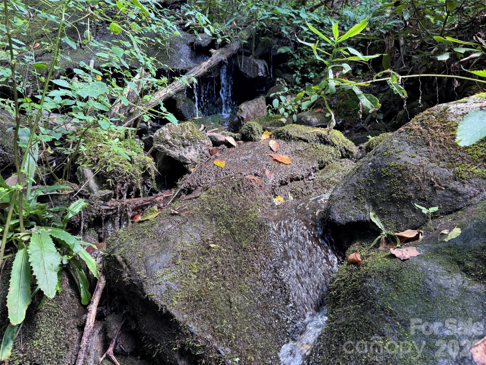 TBD Black Bear Trail - Photo 34