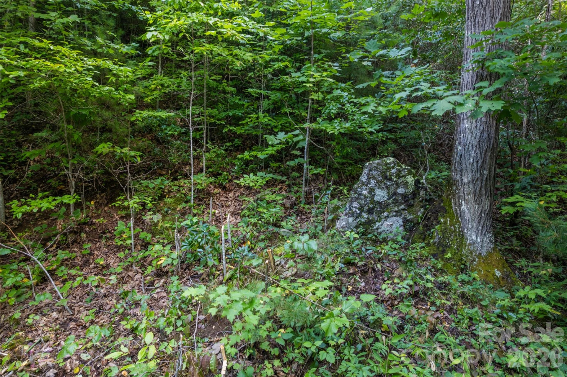OFF Little East Fork Road #L-1 - Photo 12