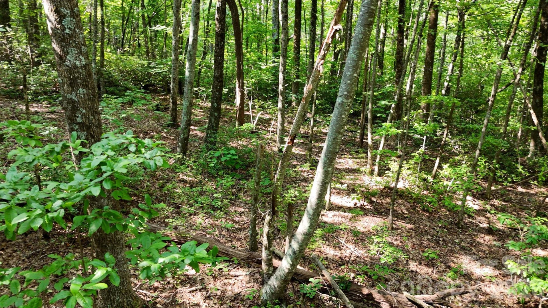 Lot 1 Hogback Mountain Road #1 - Photo 10