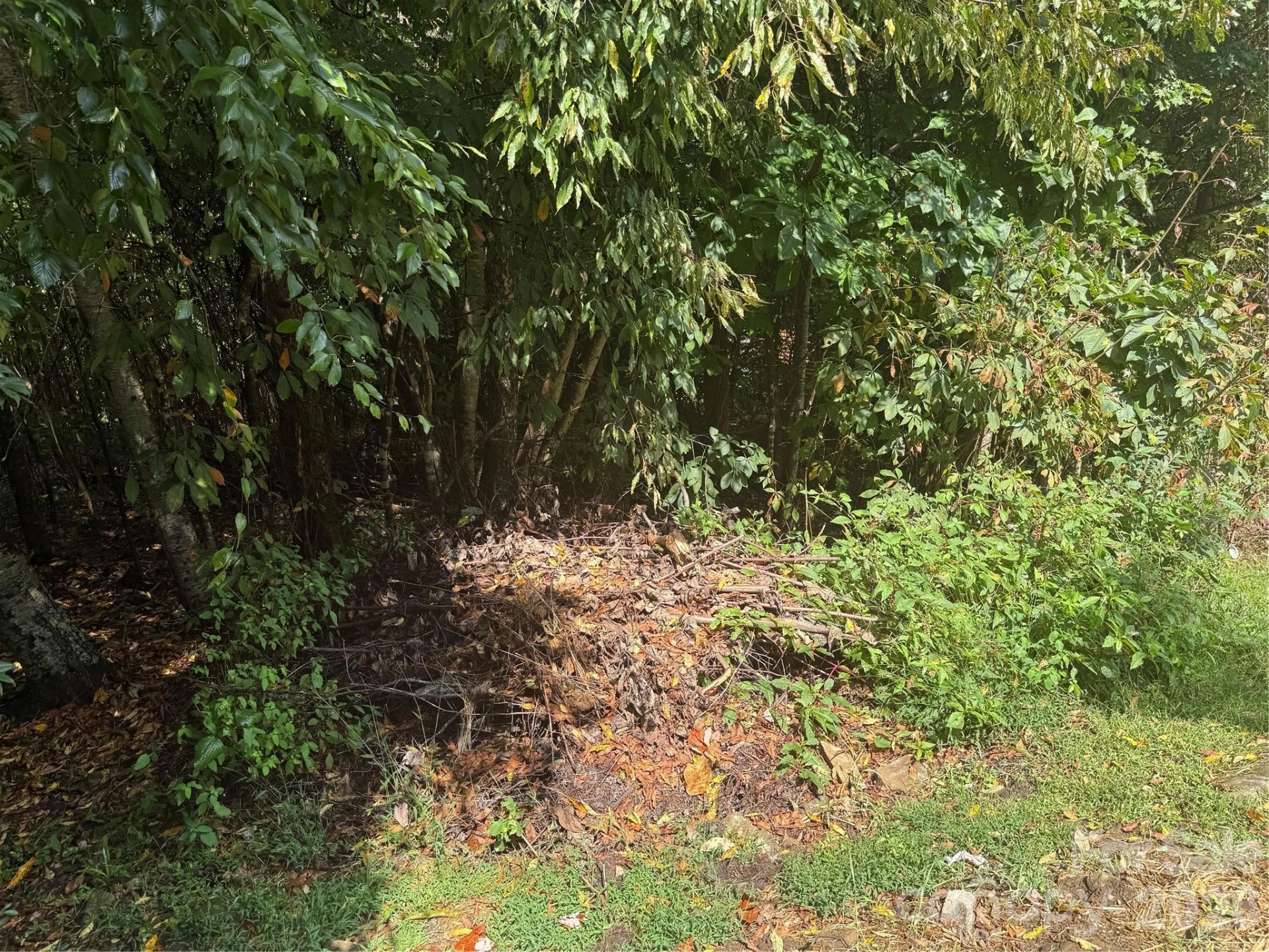 10 Lewis Lane #10 - Photo 6