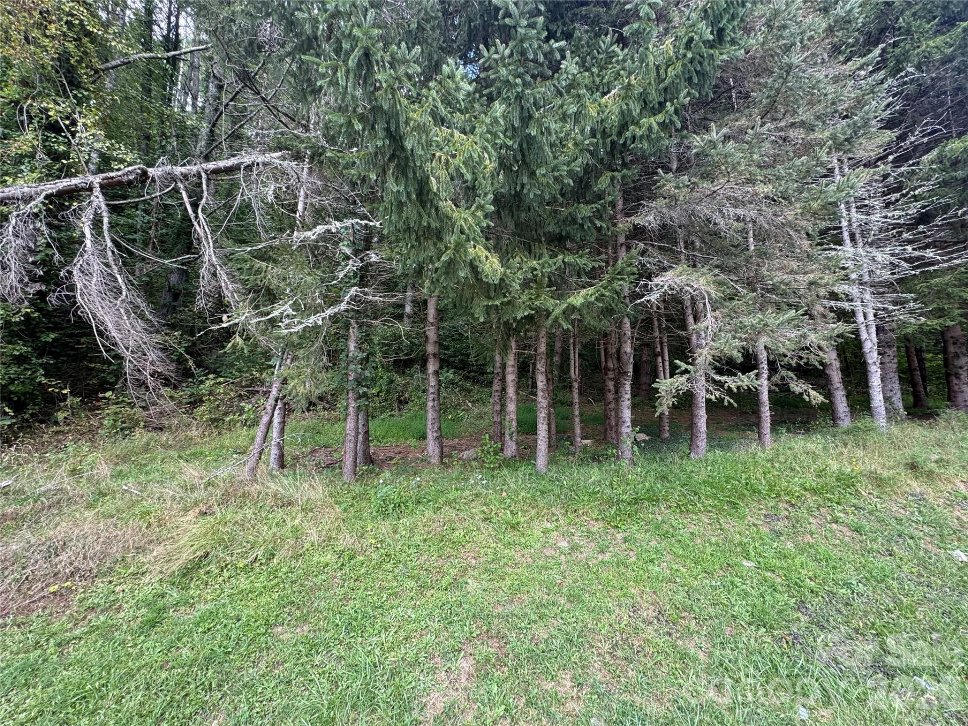 000 Puncheon Fork Road - Photo 8