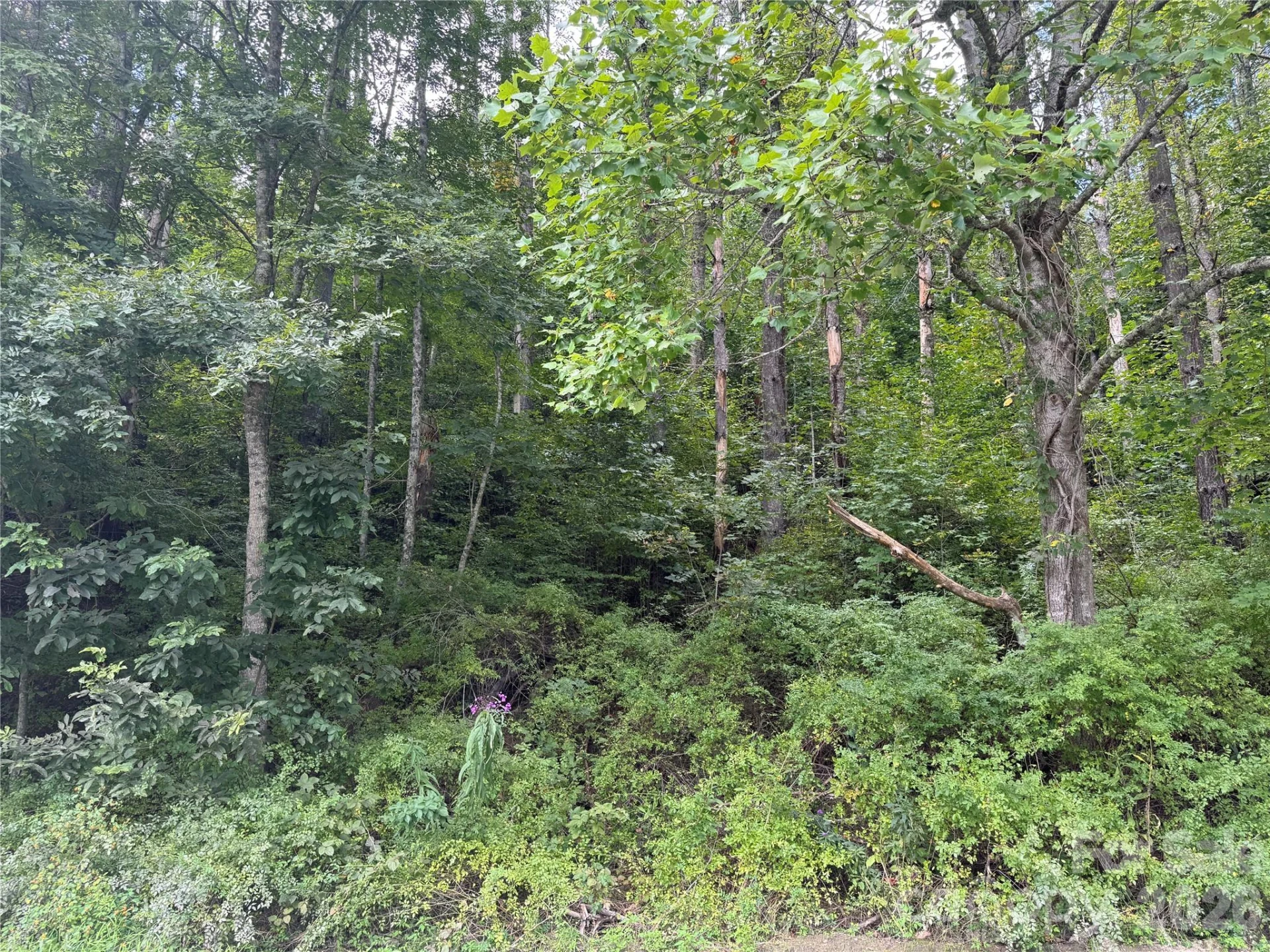 000 Puncheon Fork Road - Photo 14