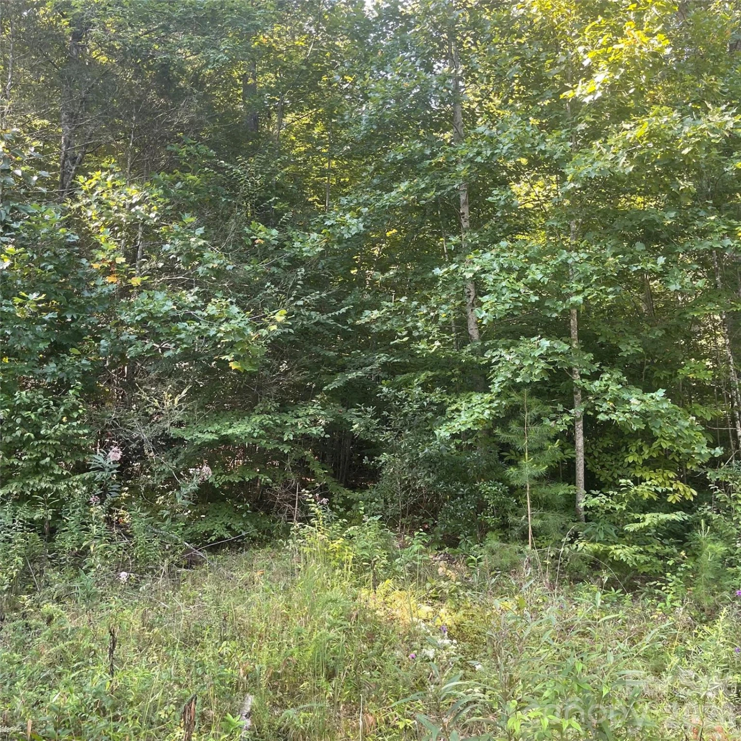 Cedar Creek 0 Road - Photo 7