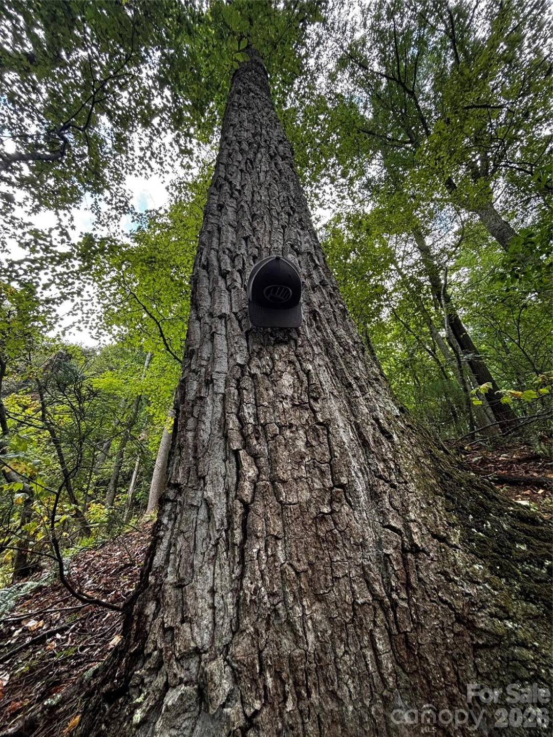 TBD Big Pine Road - Photo 5