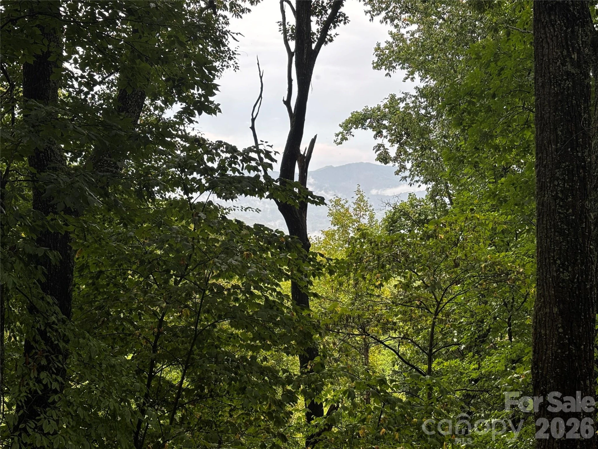 TBD Big Pine Road - Photo 6