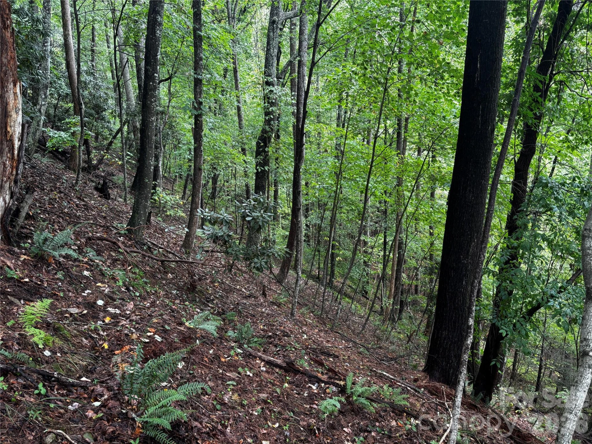 TBD Big Pine Road - Photo 7