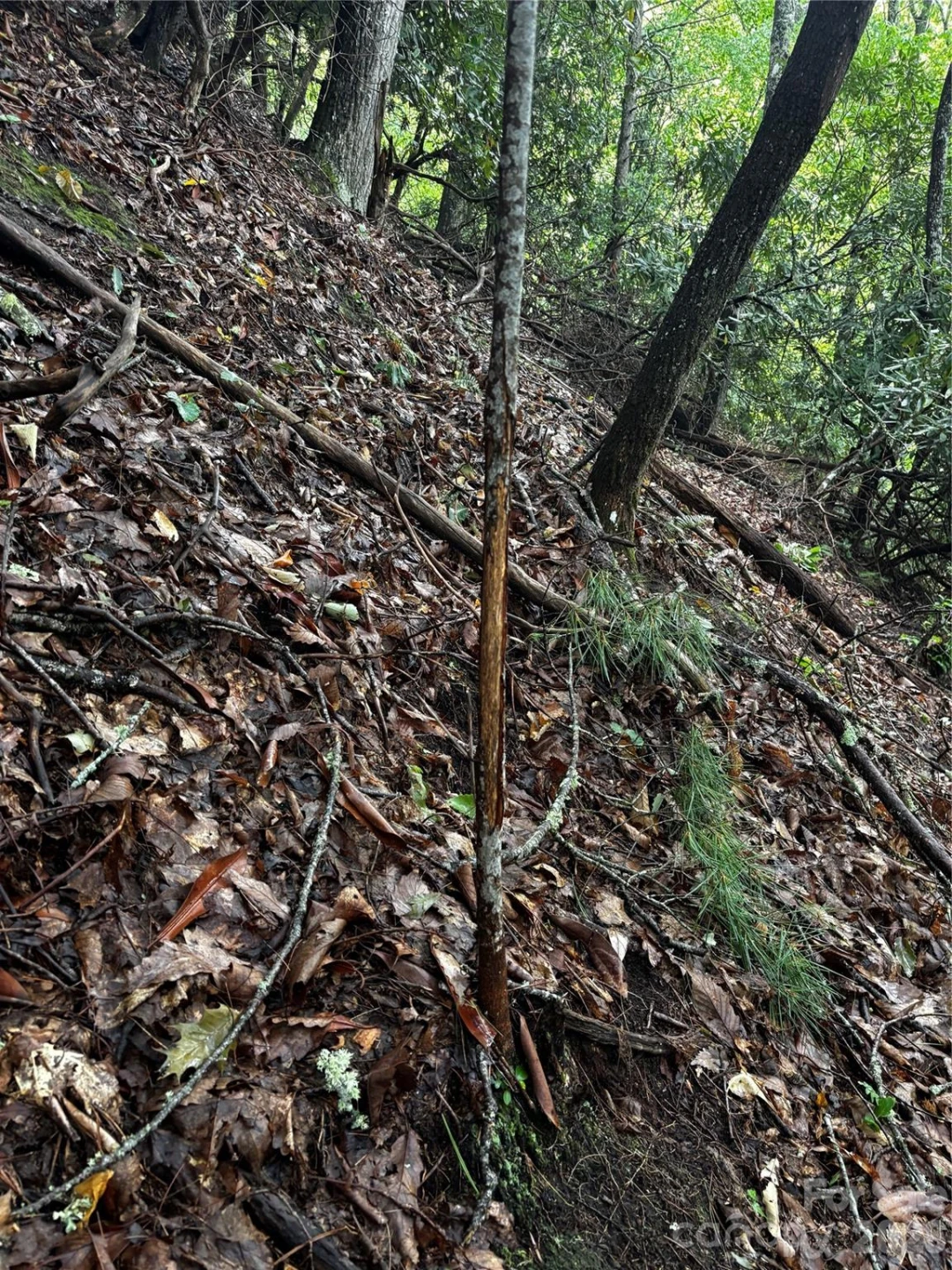 TBD Big Pine Road - Photo 8