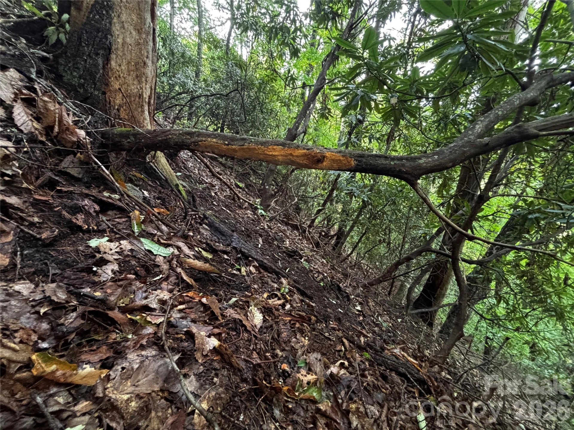 TBD Big Pine Road - Photo 9