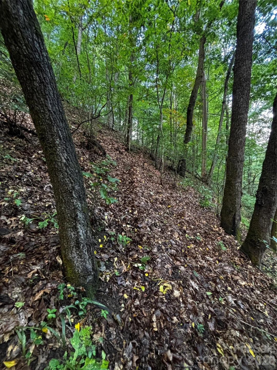 TBD Big Pine Road - Photo 16