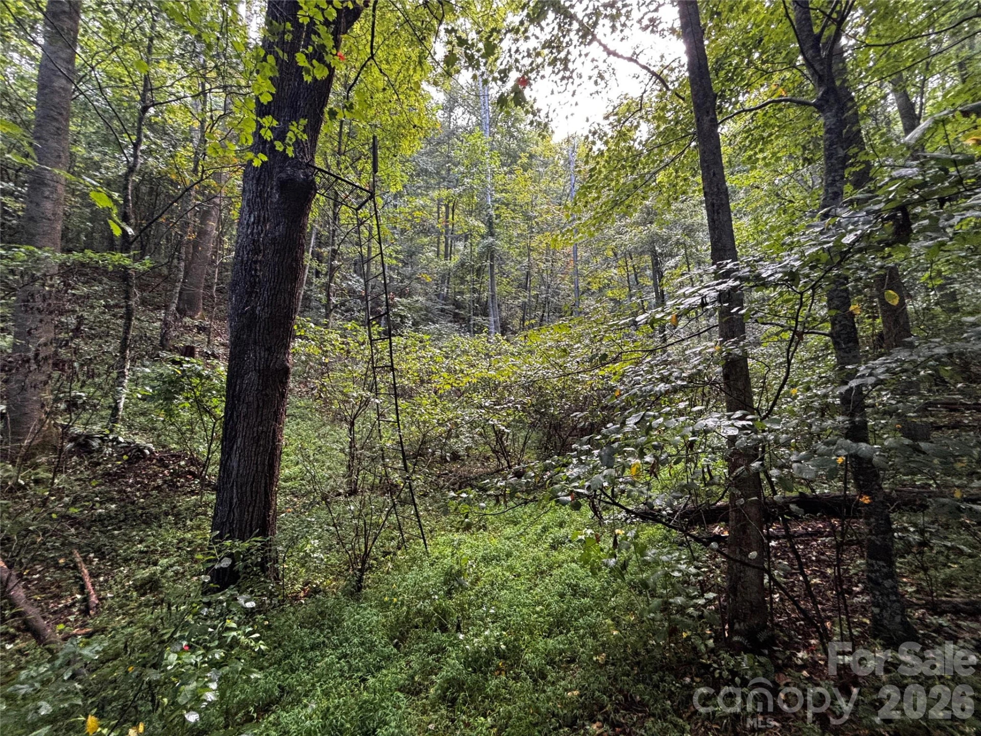 TBD Big Pine Road - Photo 19