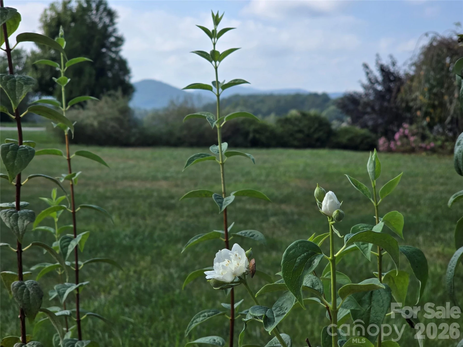 173 Pisgah Ridge Trail - Photo 15