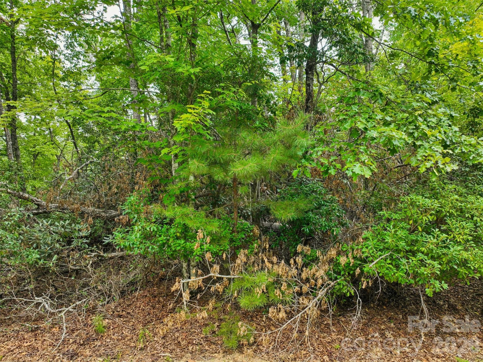 230 Shining Rock Path #64 - Photo 15