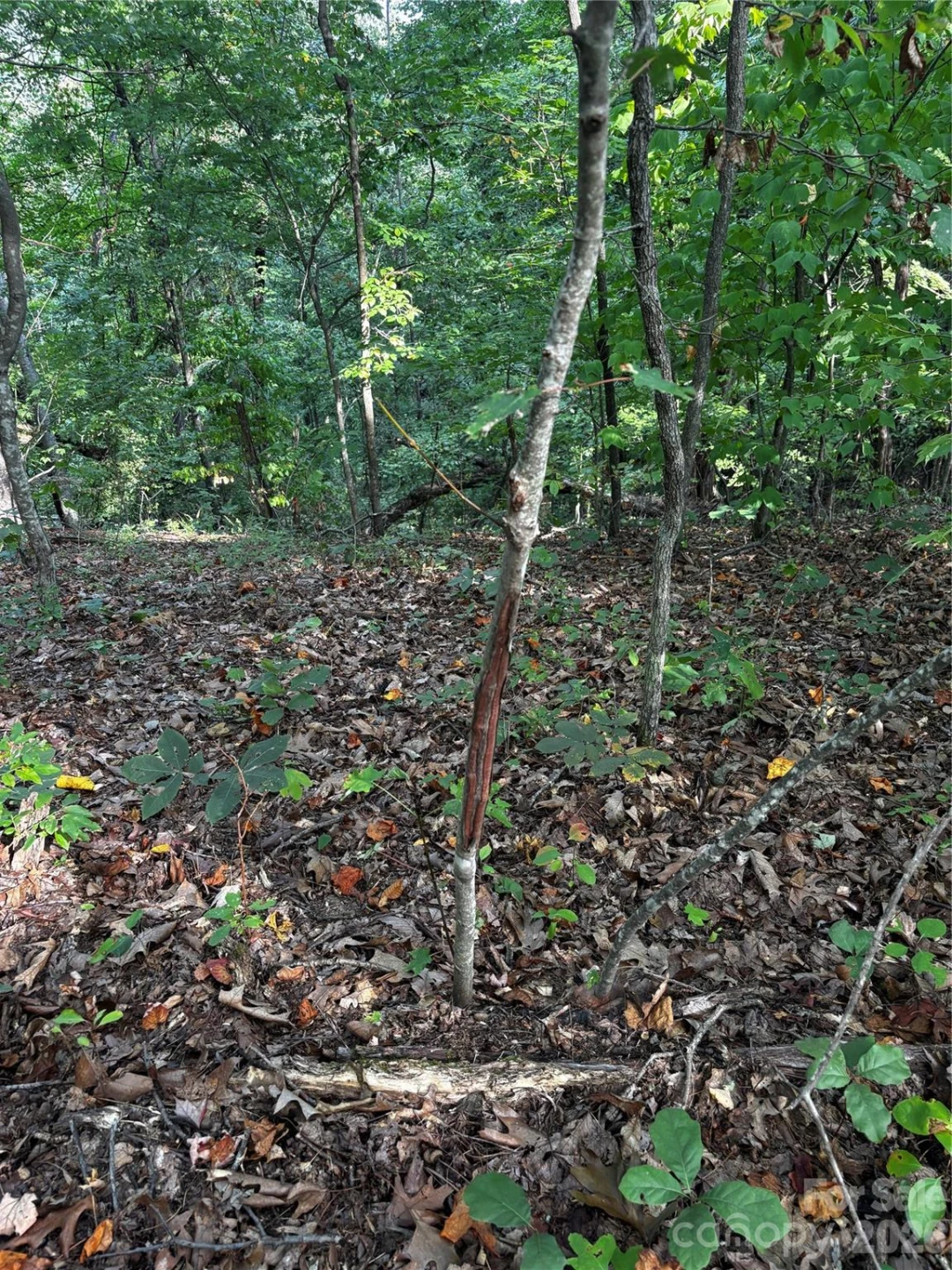 00 Burnette Reeves Road - Photo 20