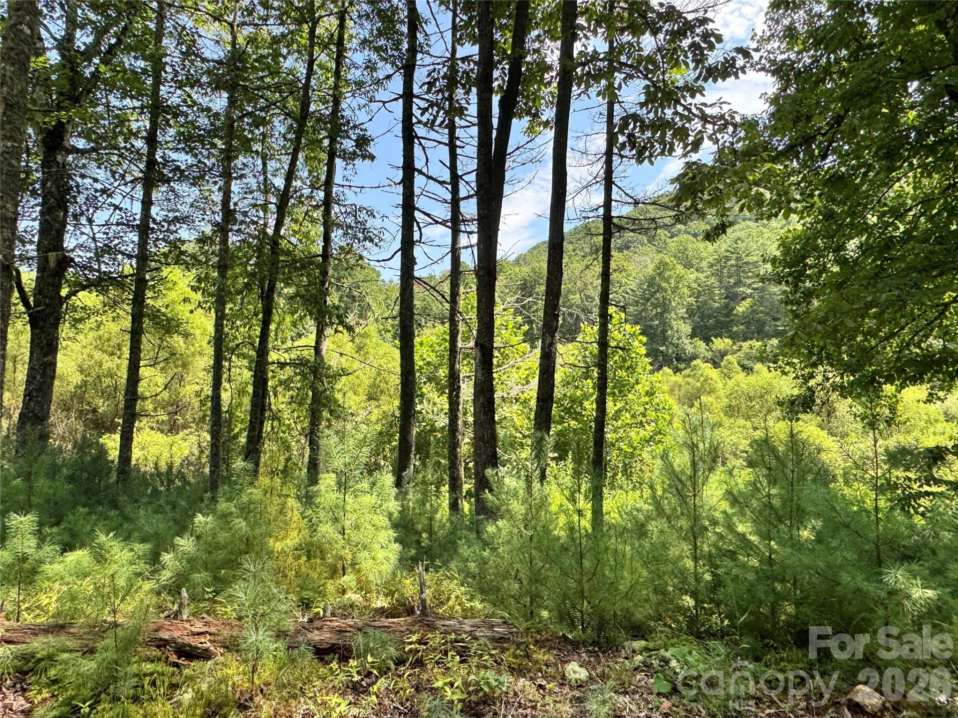 361 Rooster Cove - Photo 13