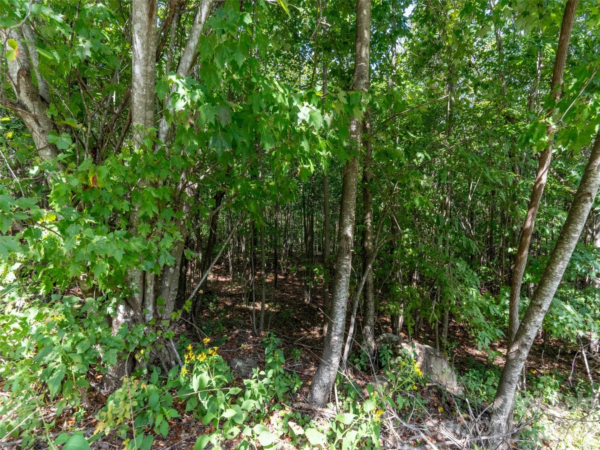 0 Deep Gap Farm Road W #2040 - Photo 2
