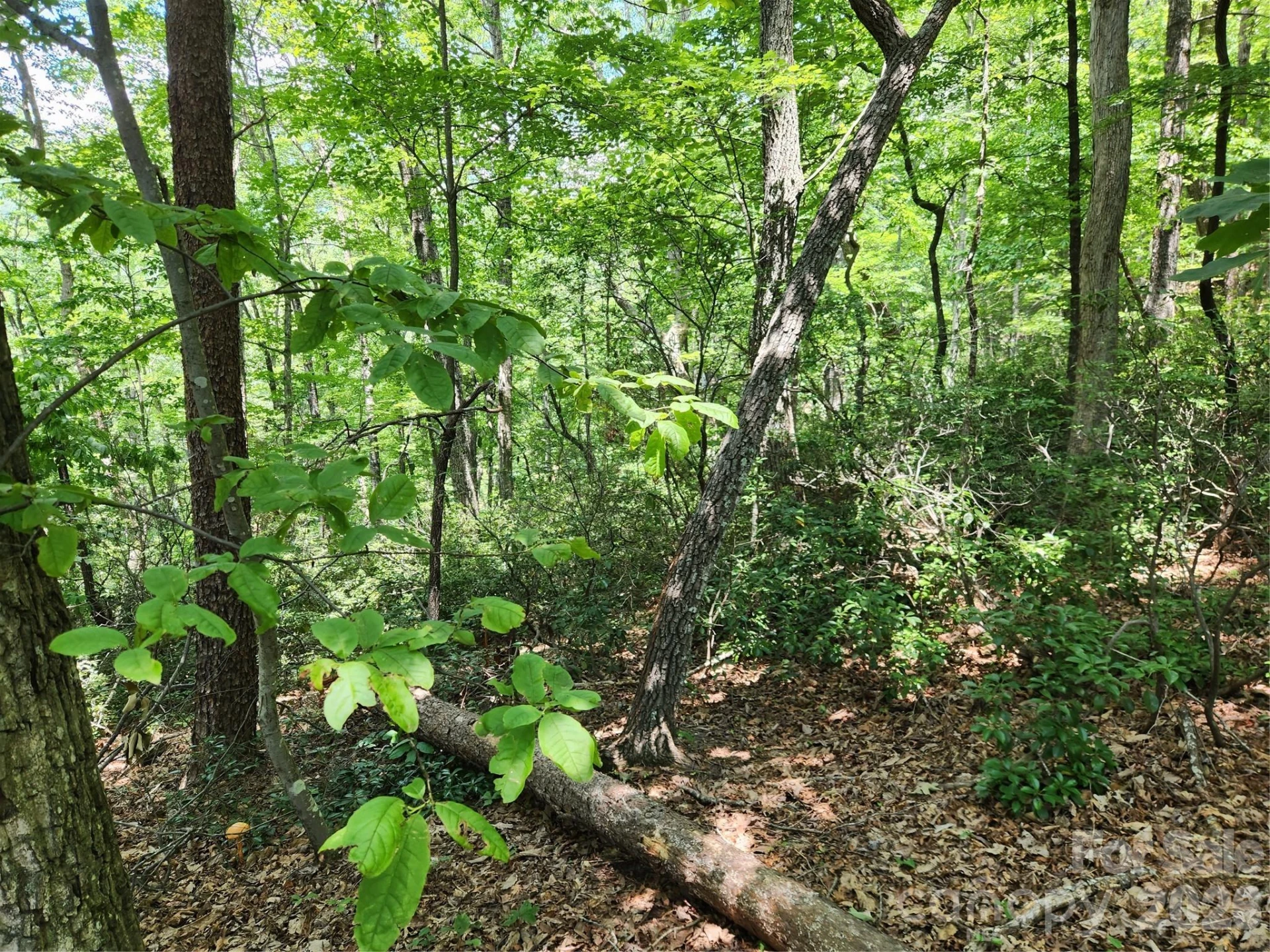 Lot 124, 125, & 101 Banjo Court - Photo 8