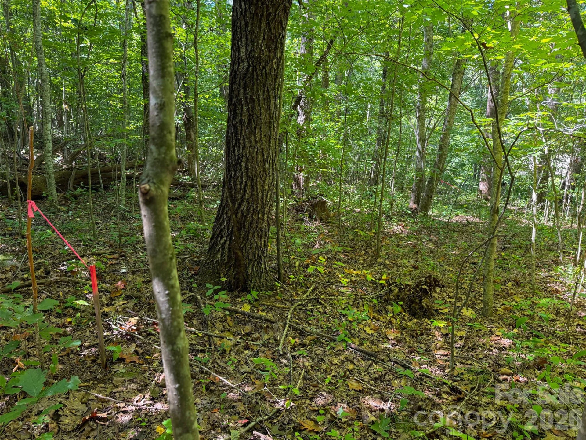 99999 High Top Mountain Road #Lot 1 - Photo 3