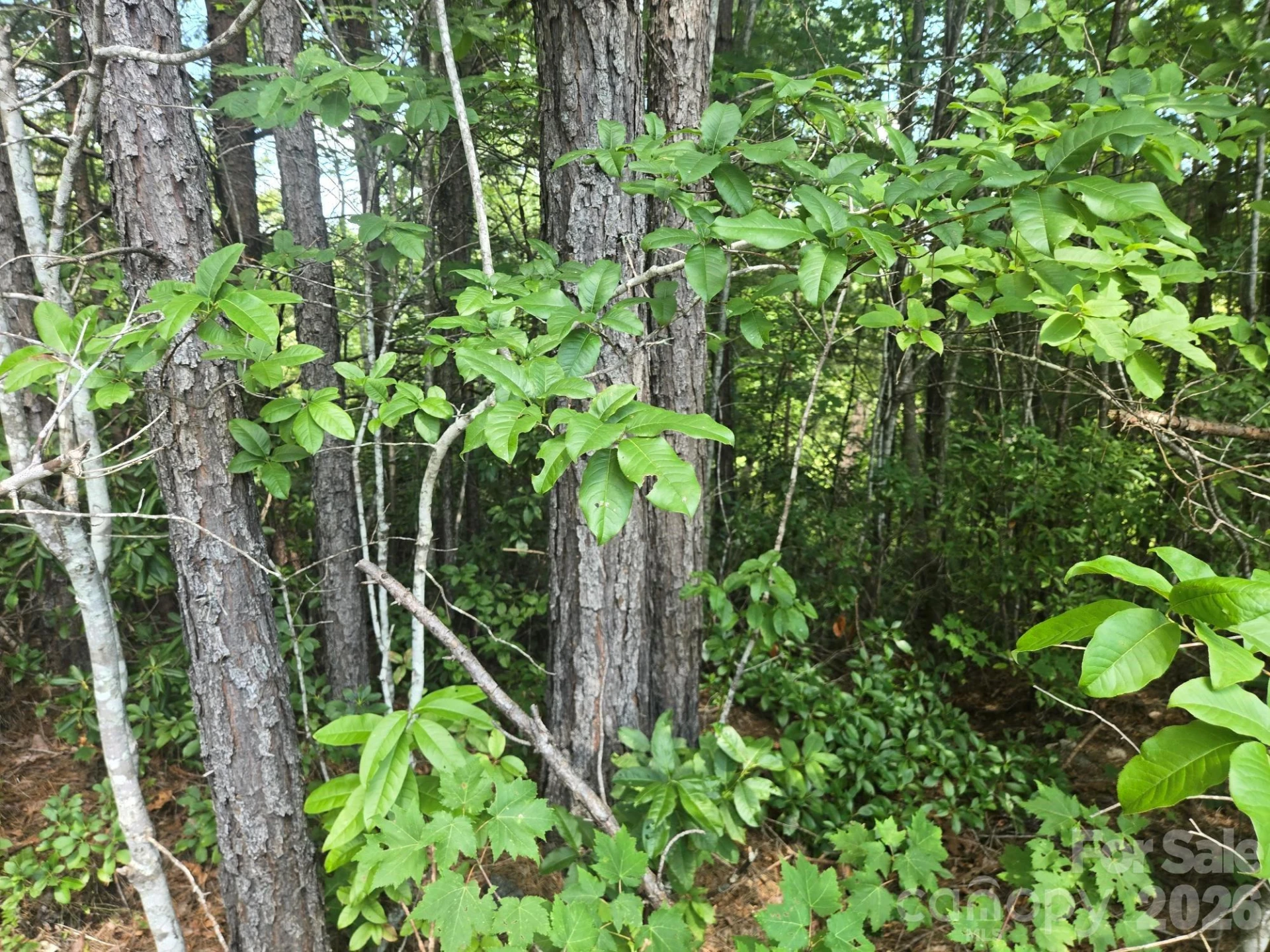 Lot 16 Highland Heights - Photo 9