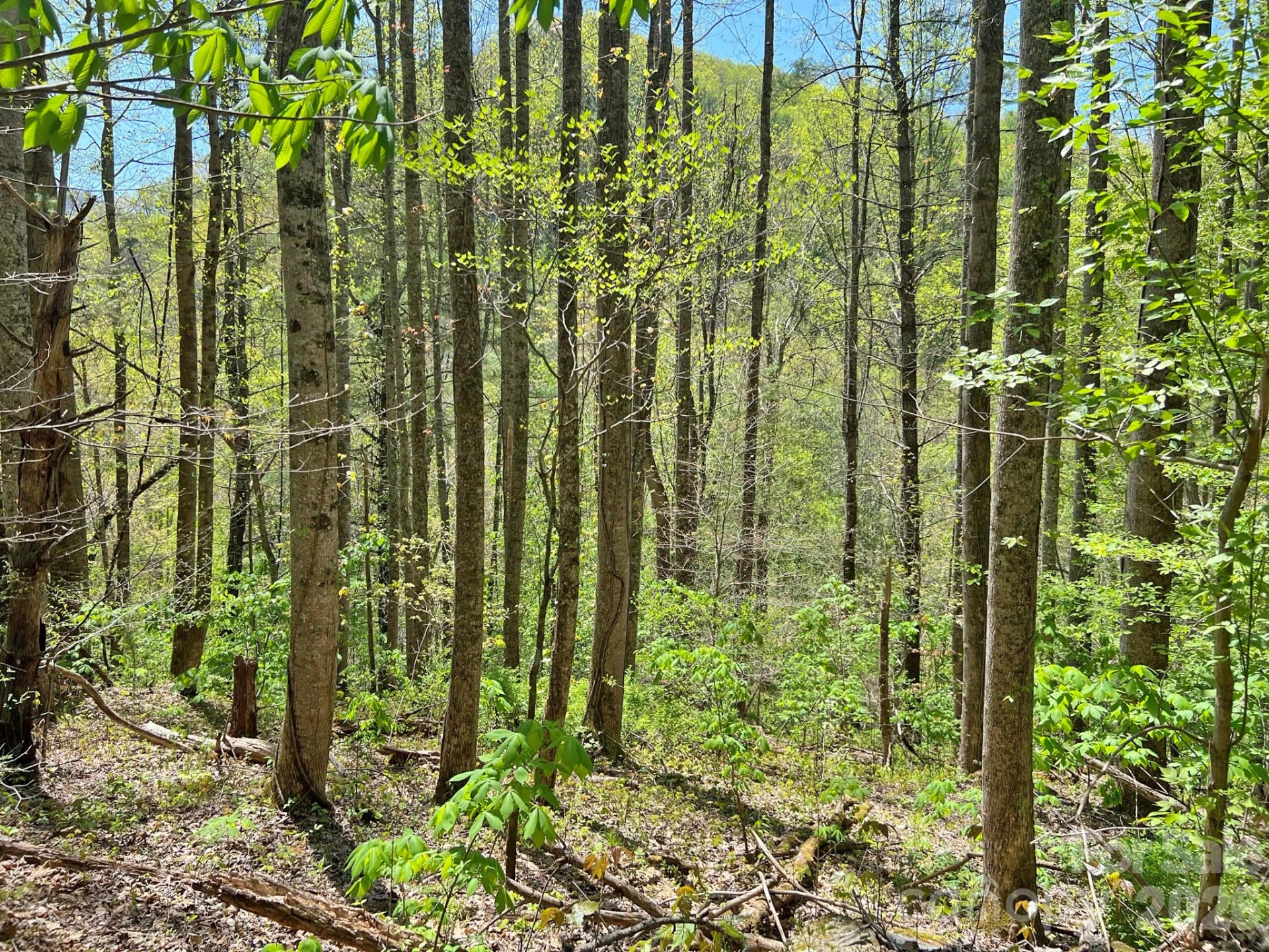 9999 NC 209 Highway - Photo 17