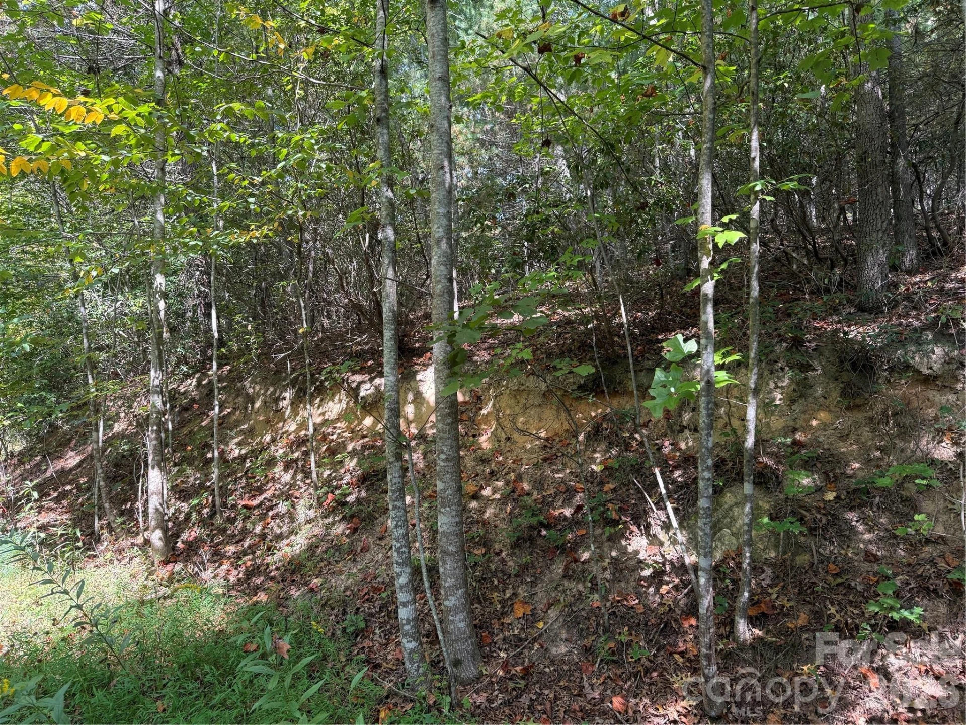 000A Rosalie Lane #19 - Photo 3