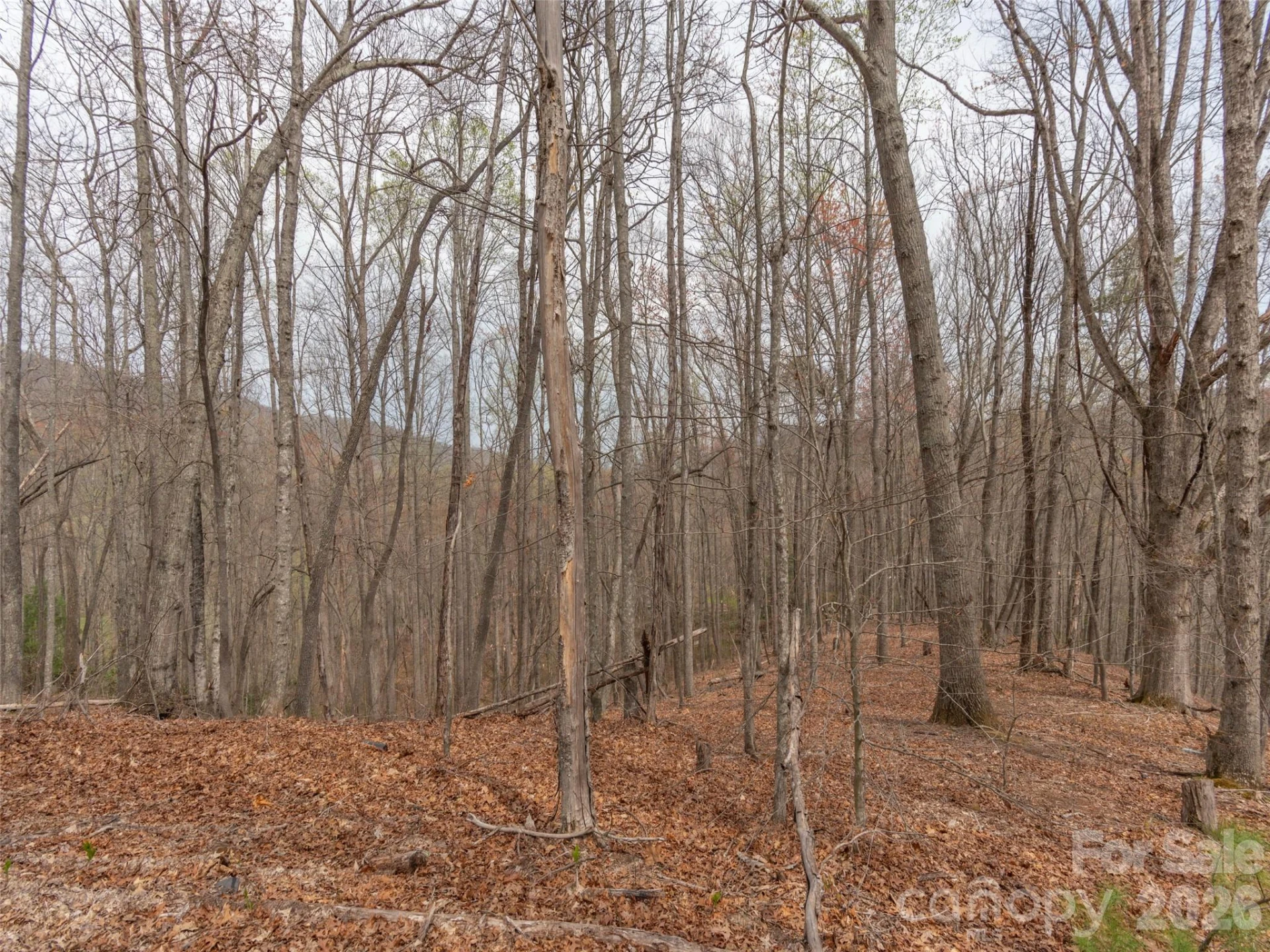 00 Michele Lane #4 - Photo 2