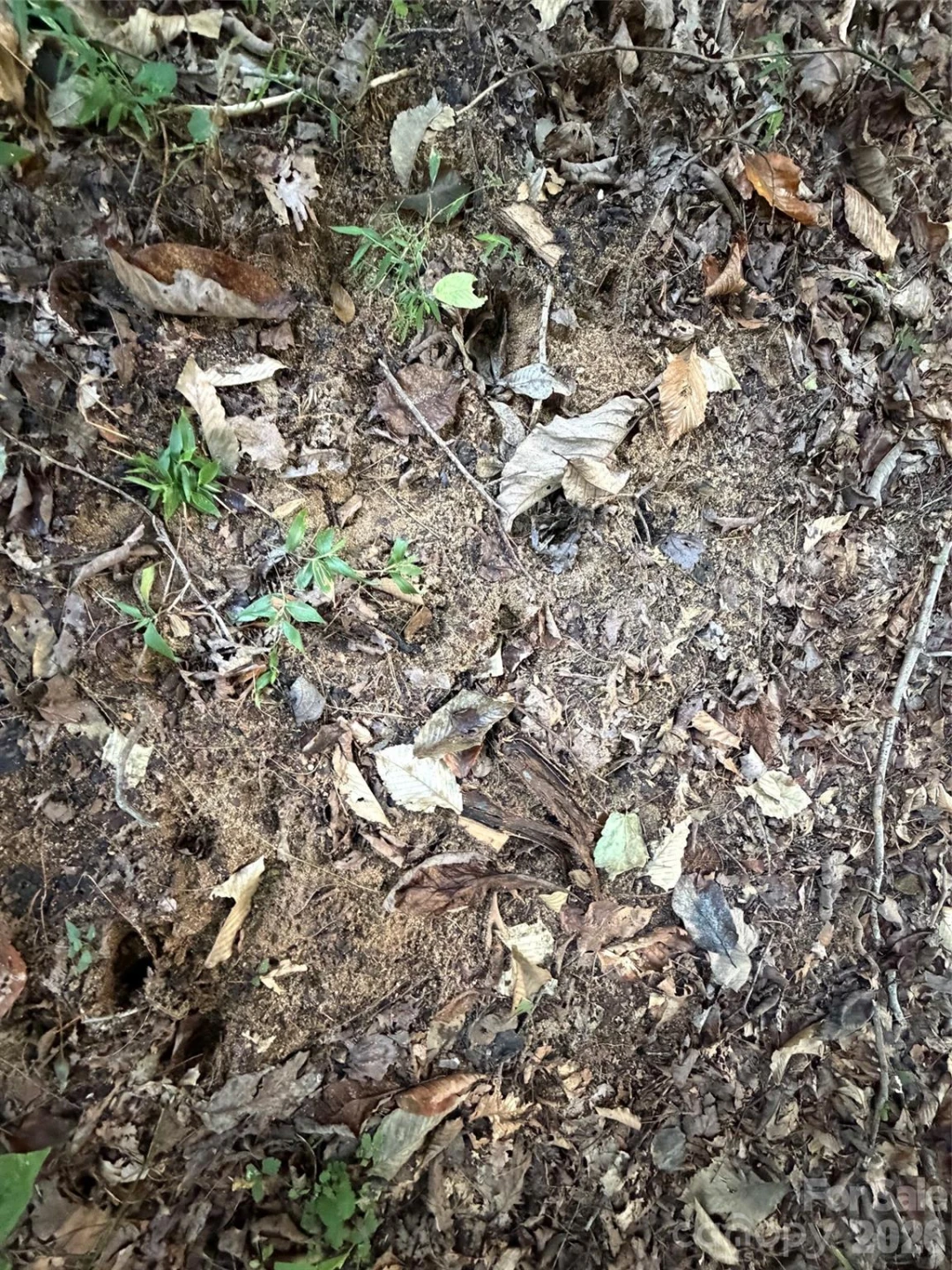 V/L Vein Mountain Road - Photo 6