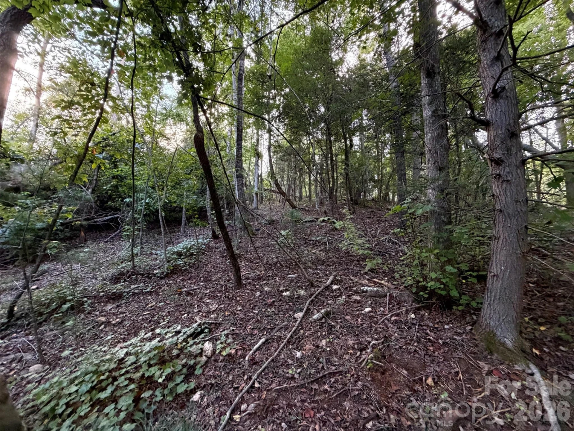 V/L Vein Mountain Road - Photo 7