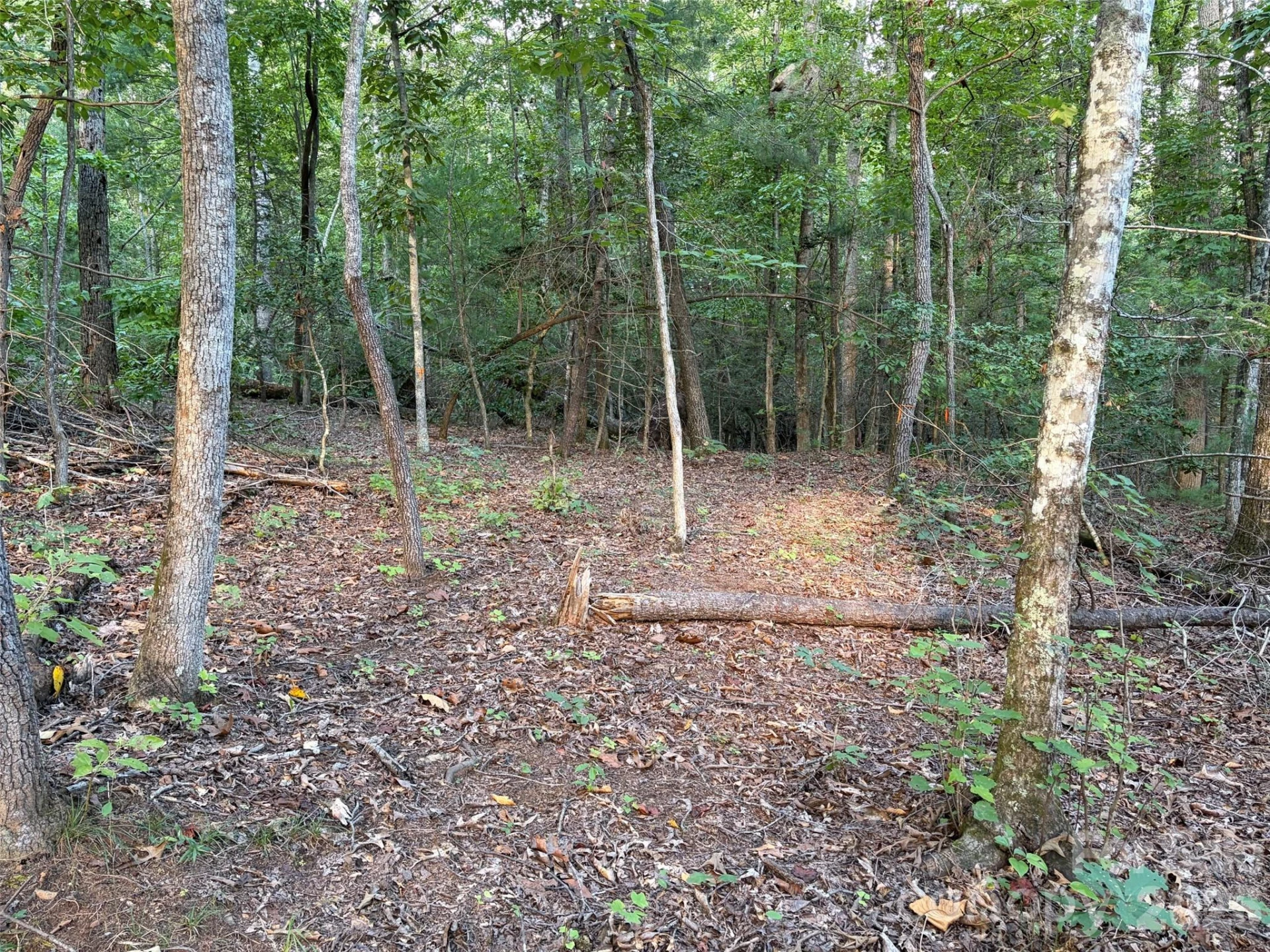 V/L Vein Mountain Road - Photo 15