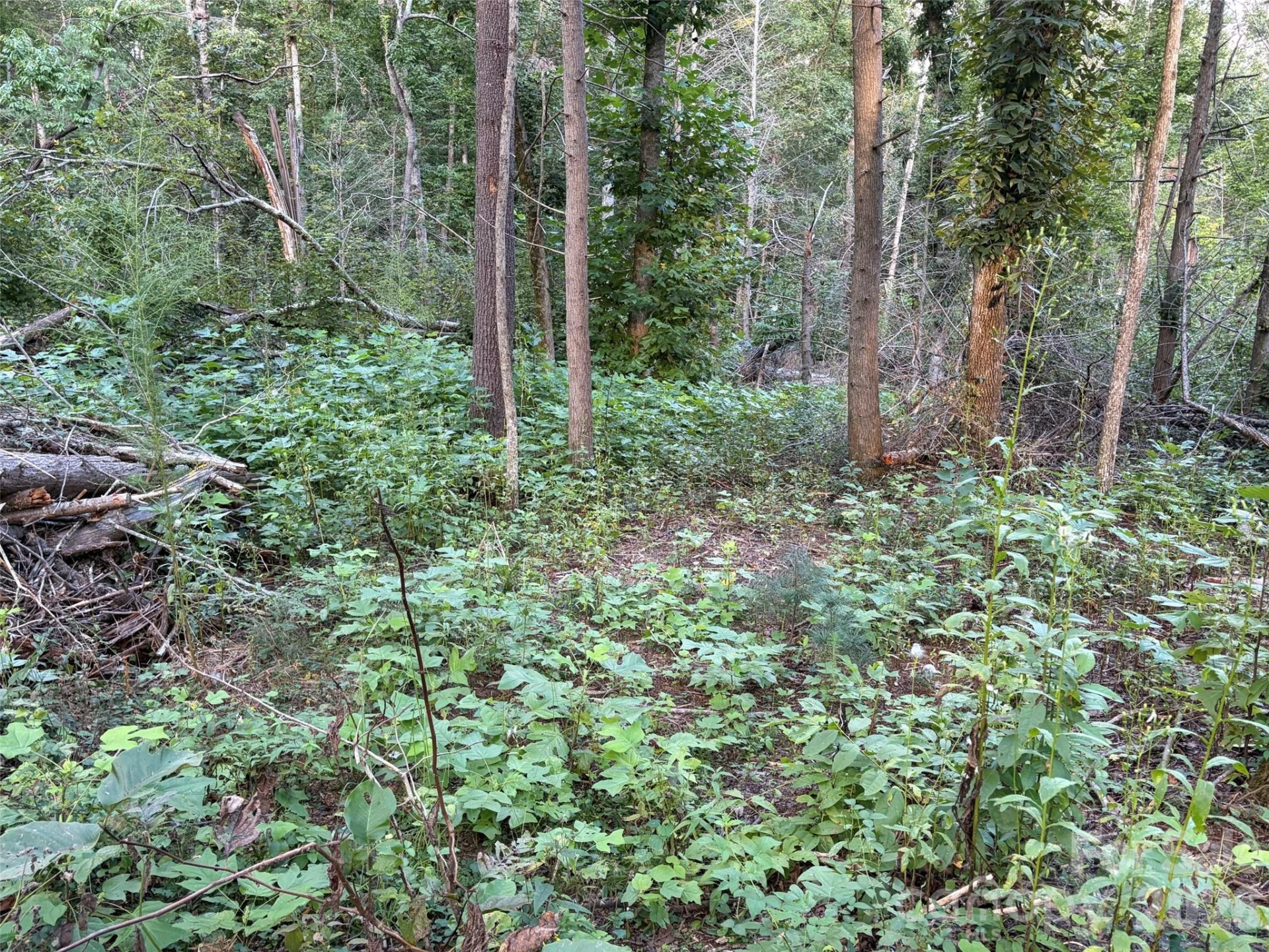 V/L Vein Mountain Road - Photo 17