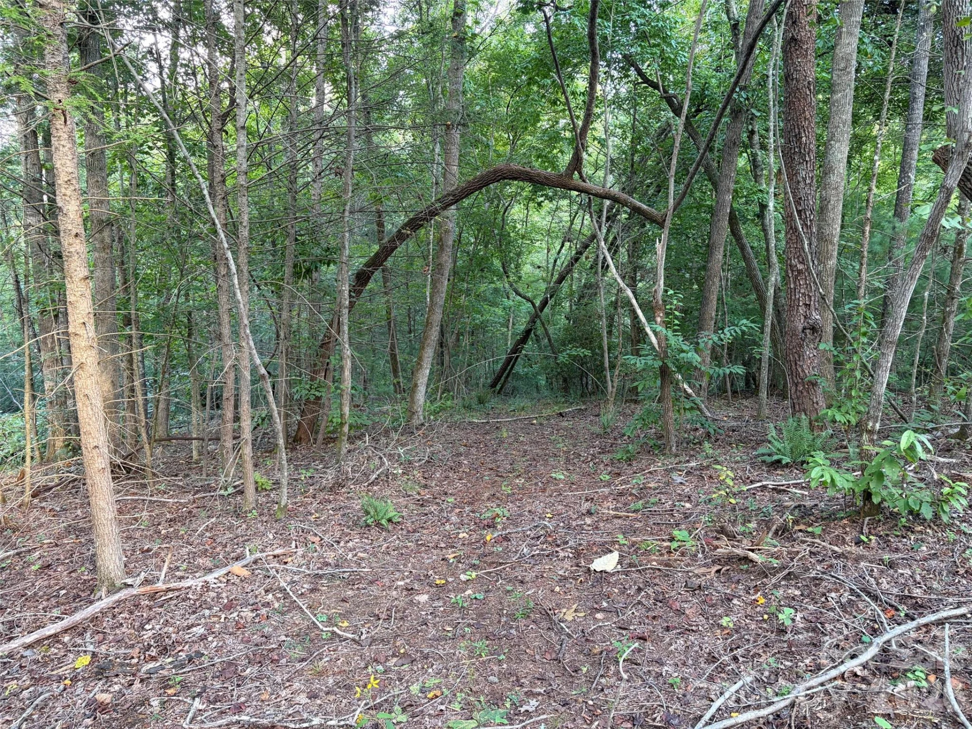 V/L Vein Mountain Road - Photo 18