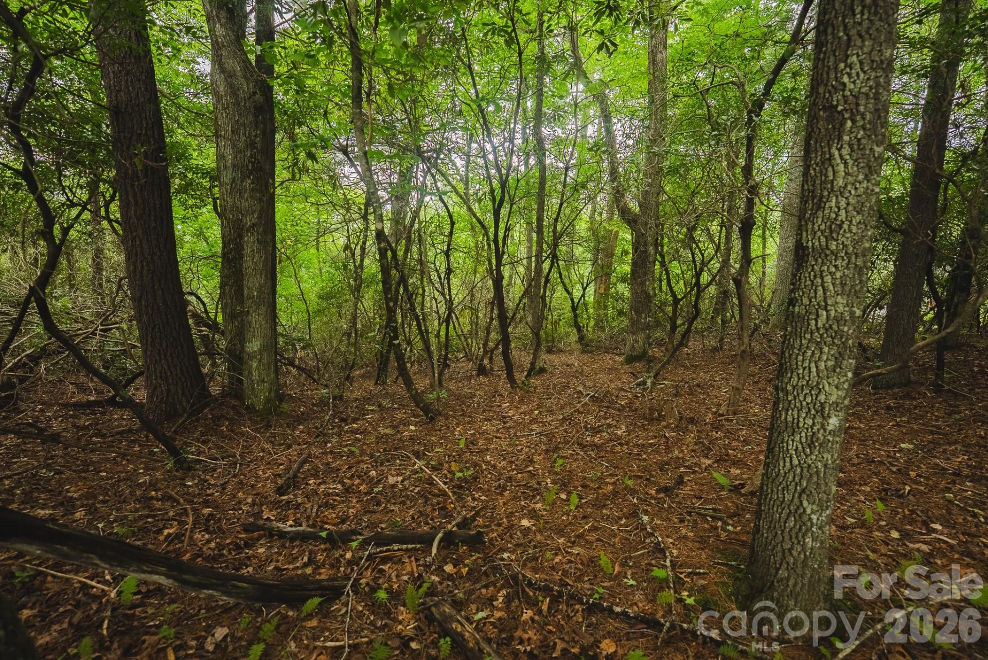 0 Rebel Run - Photo 5