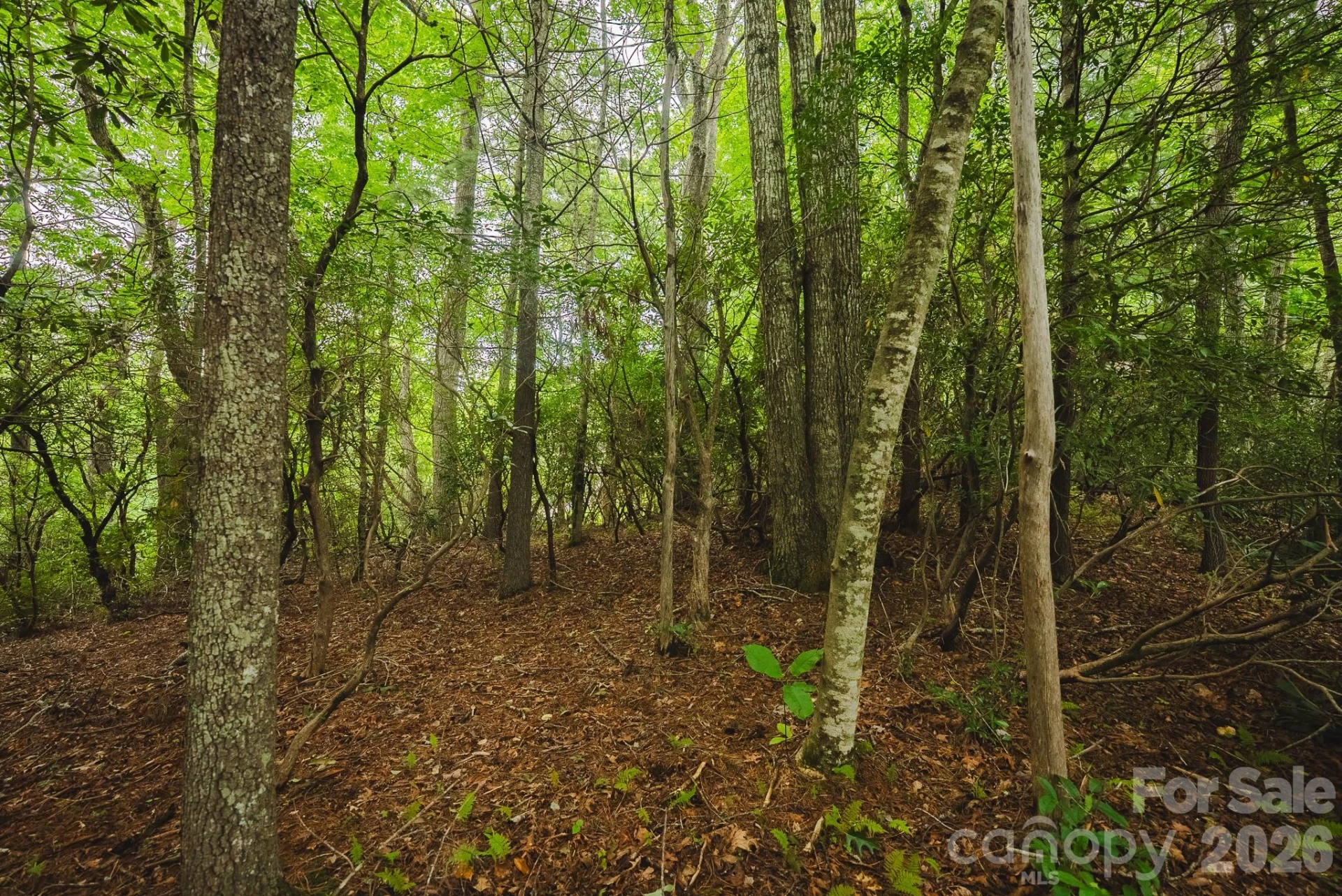 0 Rebel Run - Photo 16