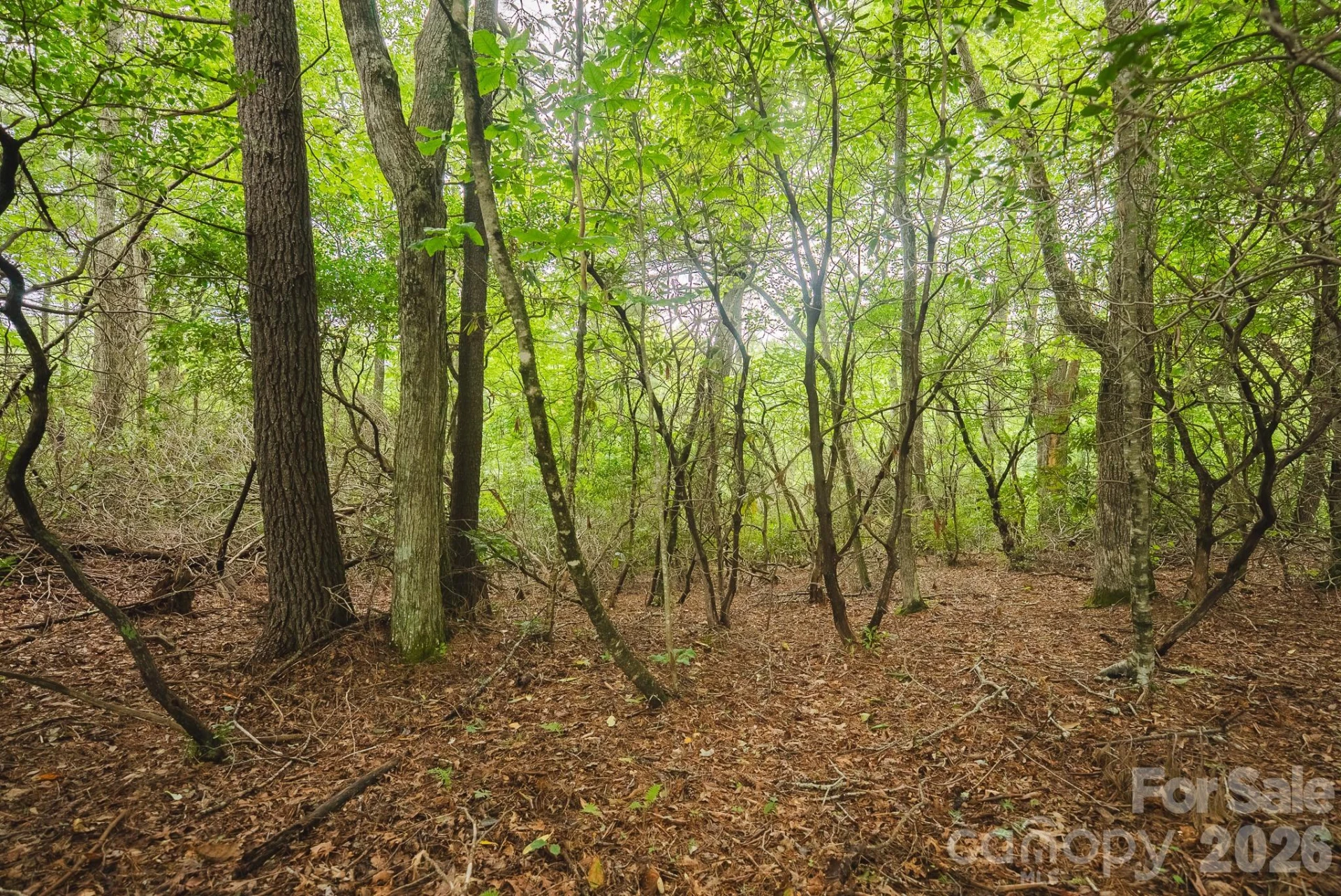 0 Rebel Run - Photo 19