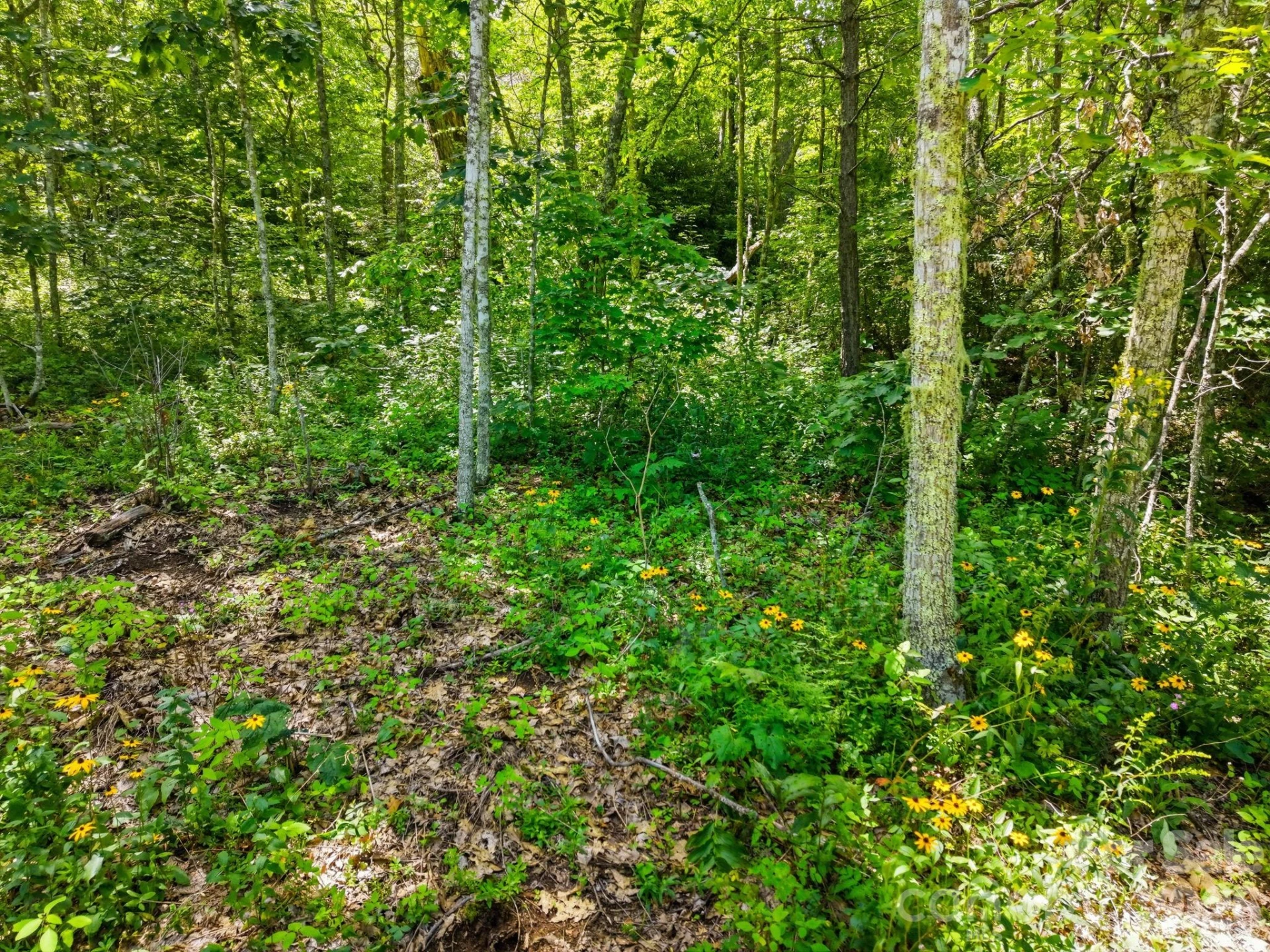 0 Eagles Nest Road #5 - Photo 8