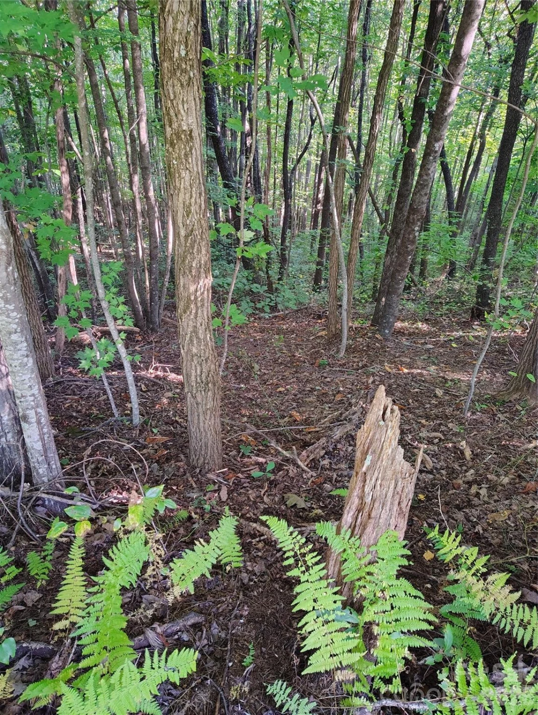 304 Feather Falls Trail #4 - Photo 4