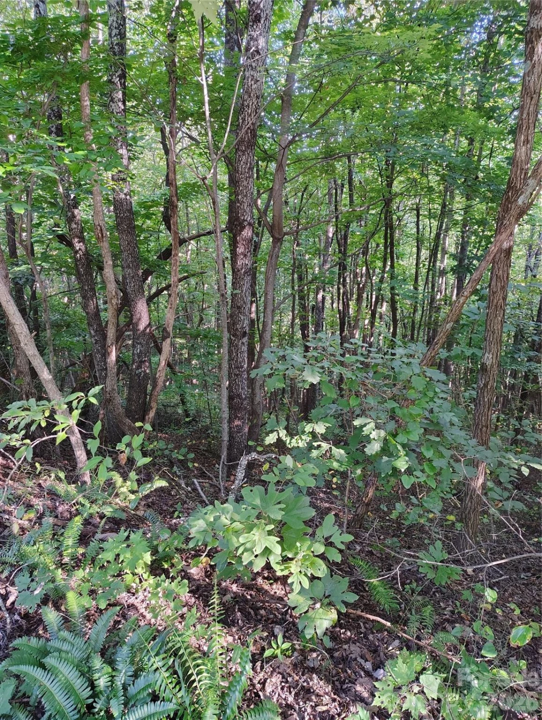 304 Feather Falls Trail #4 - Photo 5