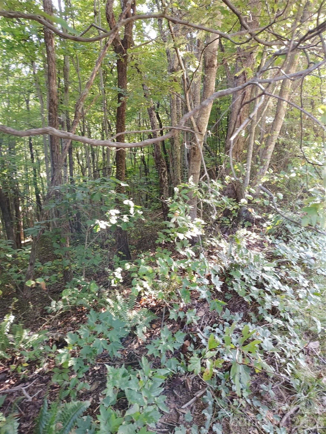 304 Feather Falls Trail #4 - Photo 6