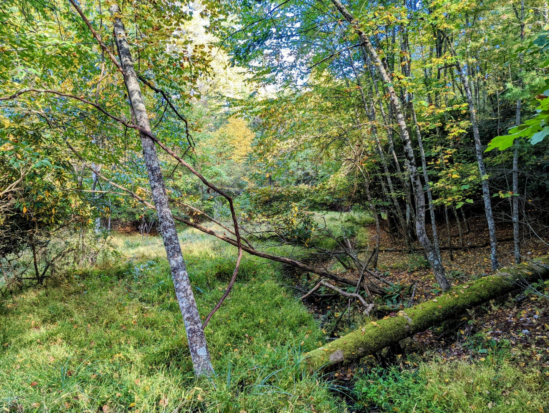 0 Laurel Creek RD NE - Photo 9