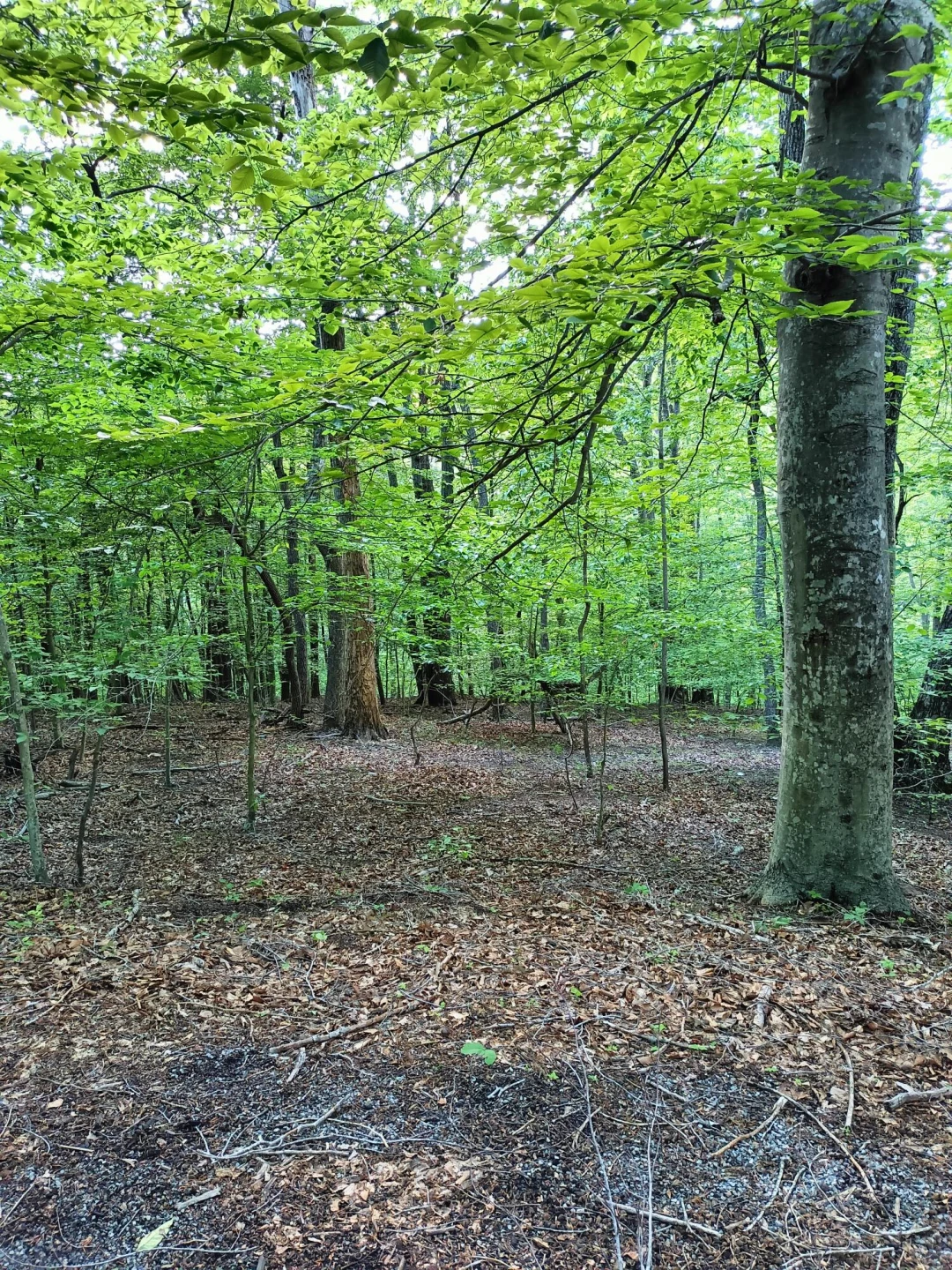 Lot 41 Old Barn RD