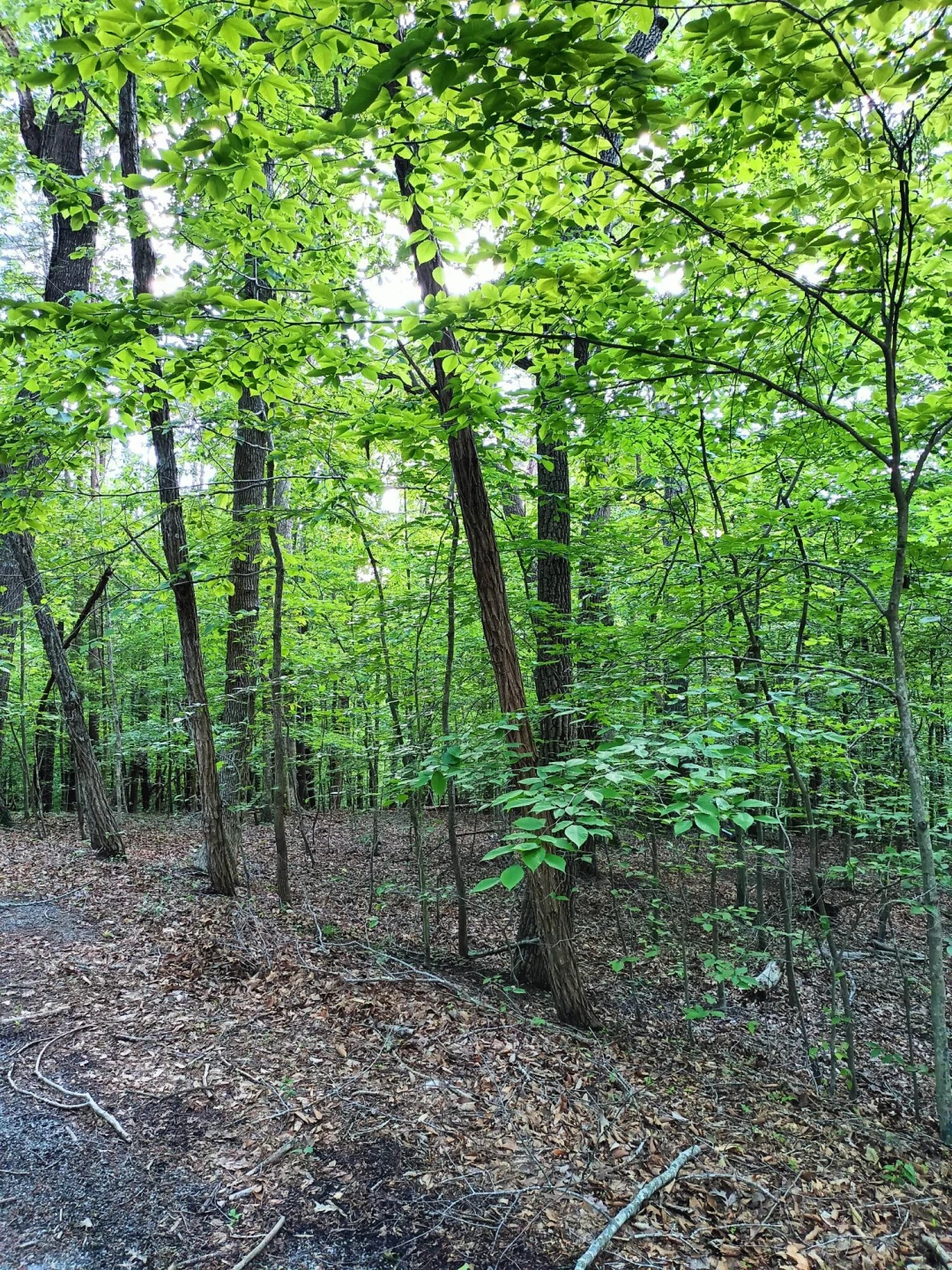 Lot 41 Old Barn RD - Photo 2
