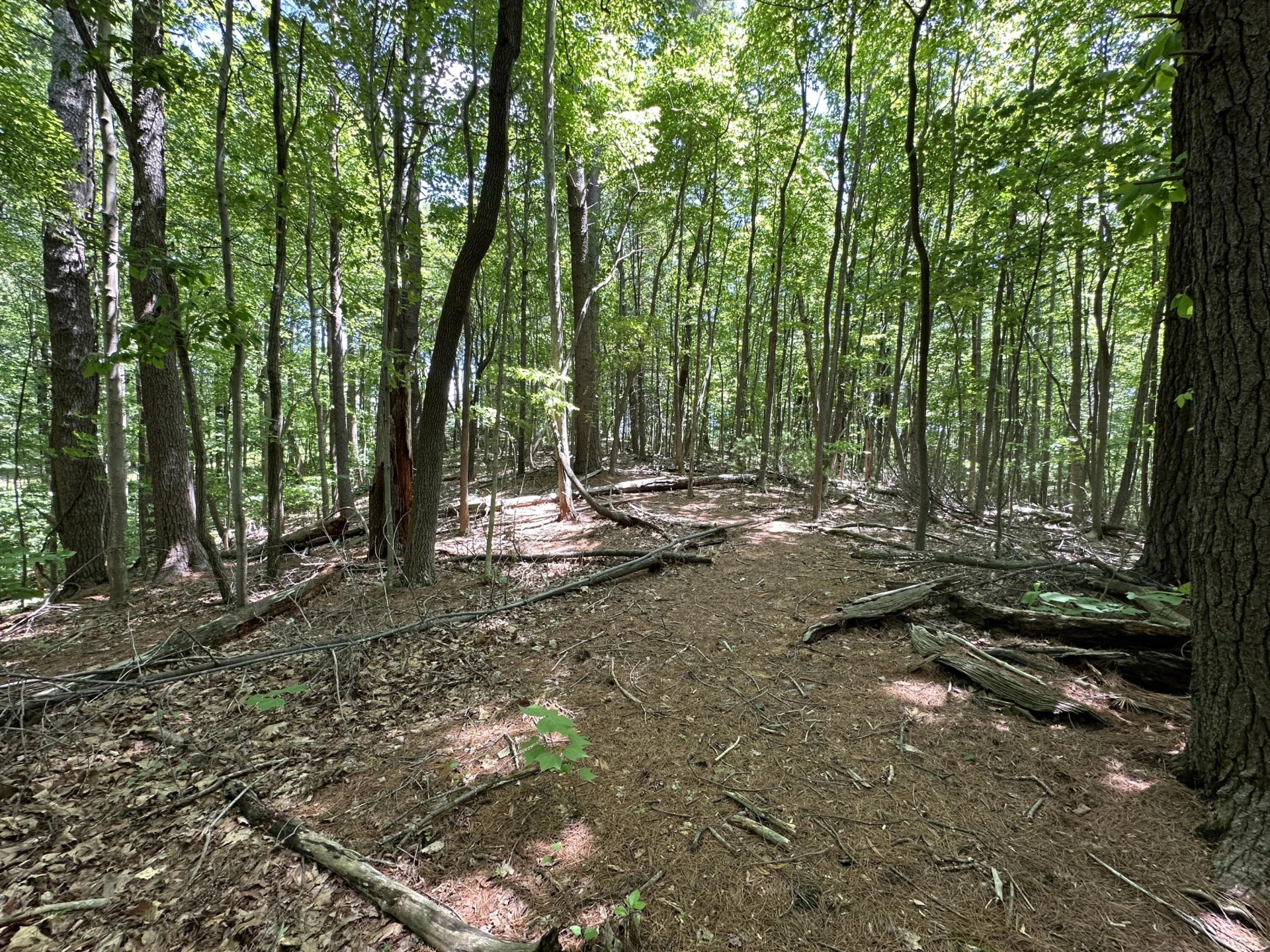 00 Mt Chestnut RD