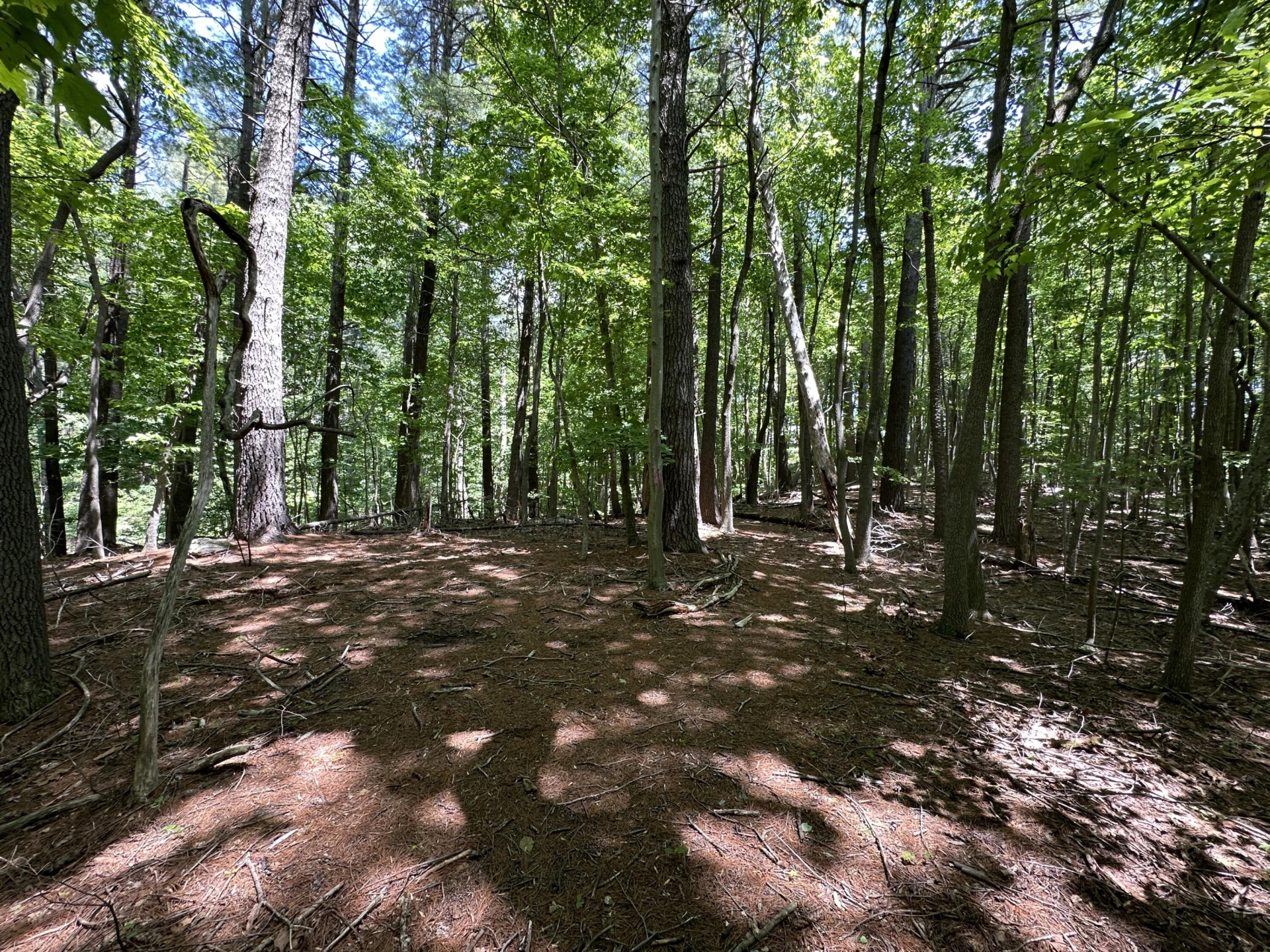 00 Mt Chestnut RD - Photo 10